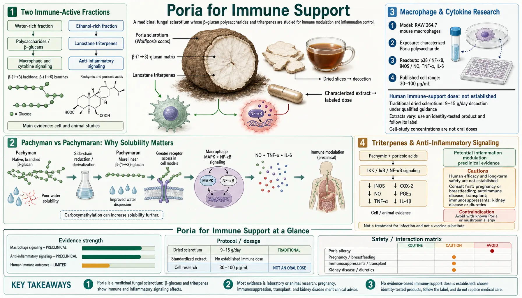 Immune Support — scientific infographic poster