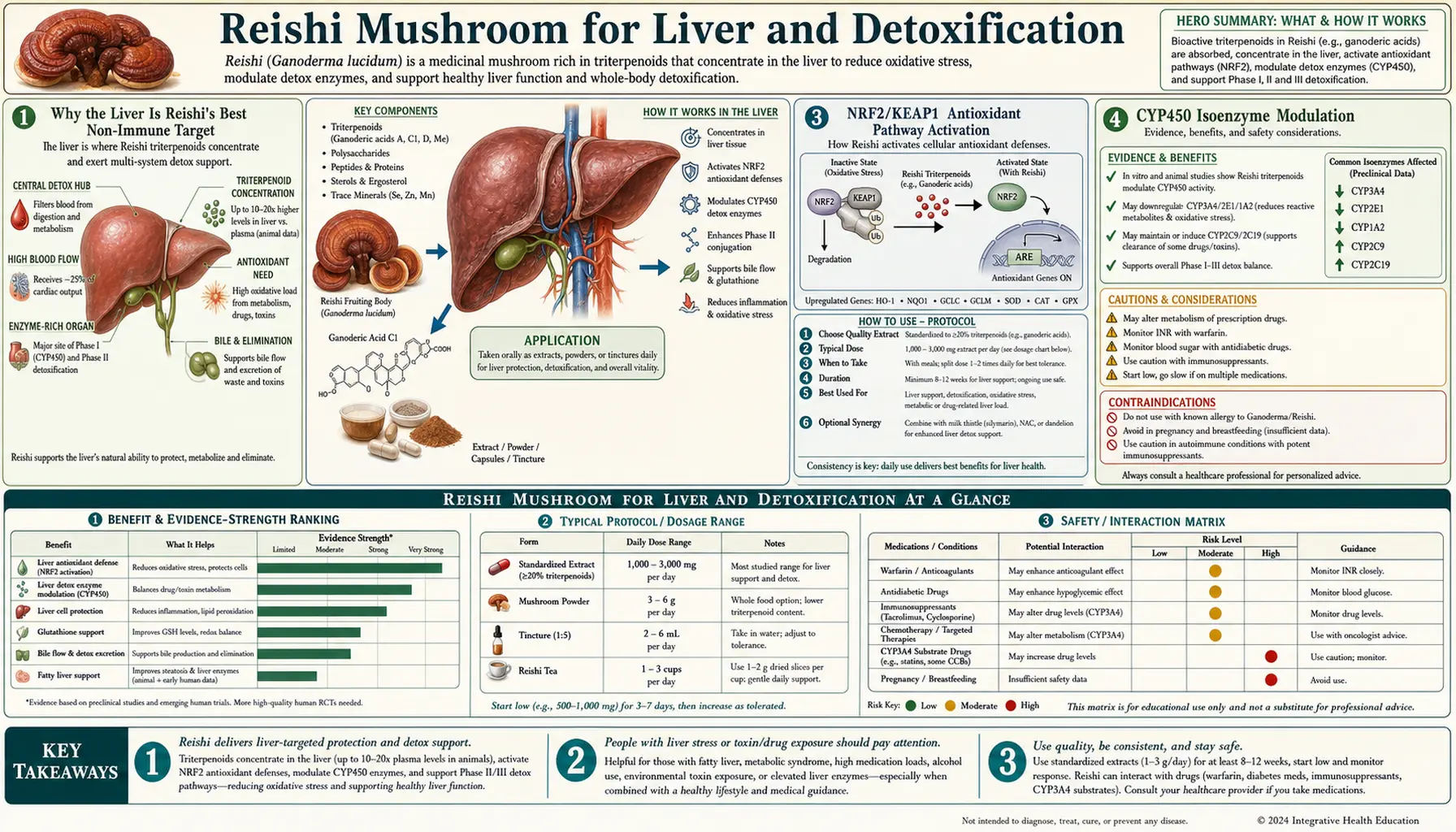 Liver and Detoxification — scientific infographic poster