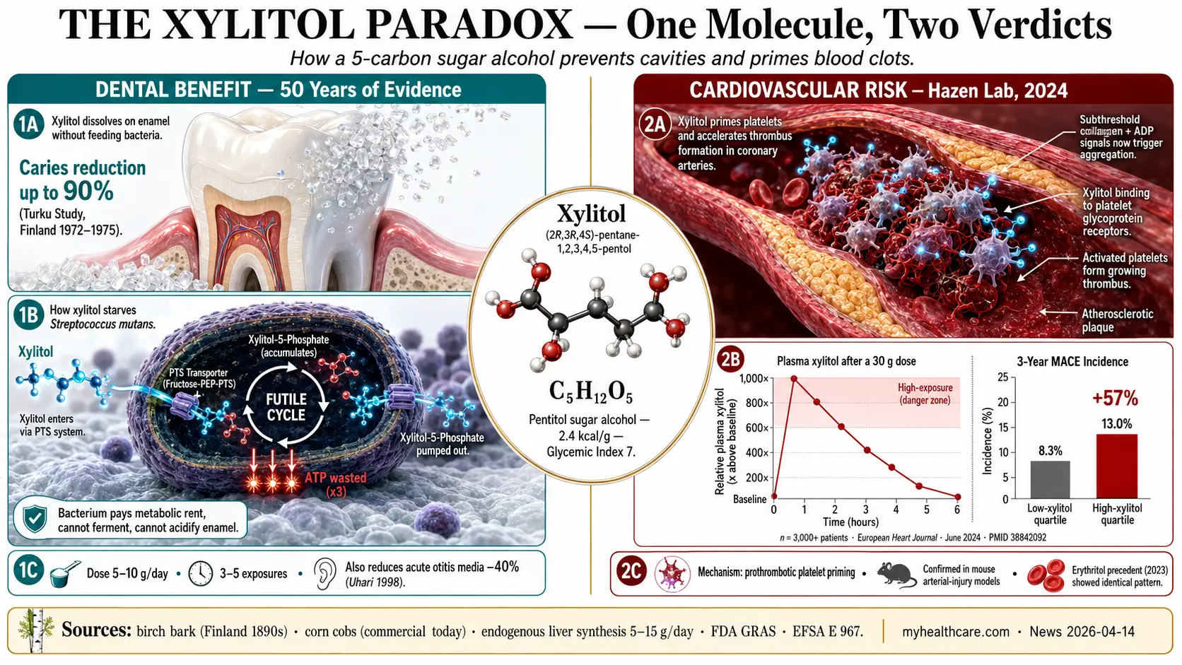 The Xylitol Paradox &mdash; editorial scientific infographic poster: left panel shows dental benefit (healthy tooth, xylitol crystals, S. mutans futile ATP cycle, "Caries -90%"); right panel shows cardiovascular risk (coronary artery cross-section with xylitol-primed platelets forming thrombus, "MACE +57%"); central xylitol molecular structure C5H12O5