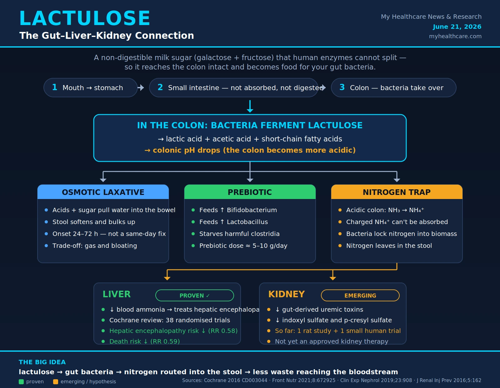 Scientific infographic showing how lactulose passes undigested to the colon, is fermented by gut bacteria into acids that lower pH, feeds Bifidobacterium and Lactobacillus, traps ammonia as ammonium, and may reduce kidney-bound uremic toxins