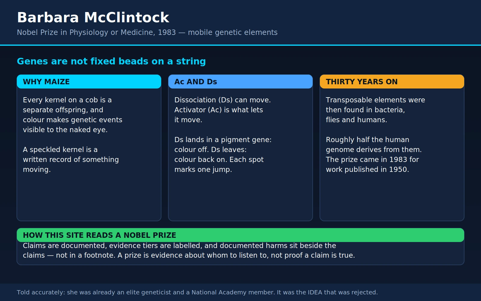 Barbara McClintock — scientific infographic poster