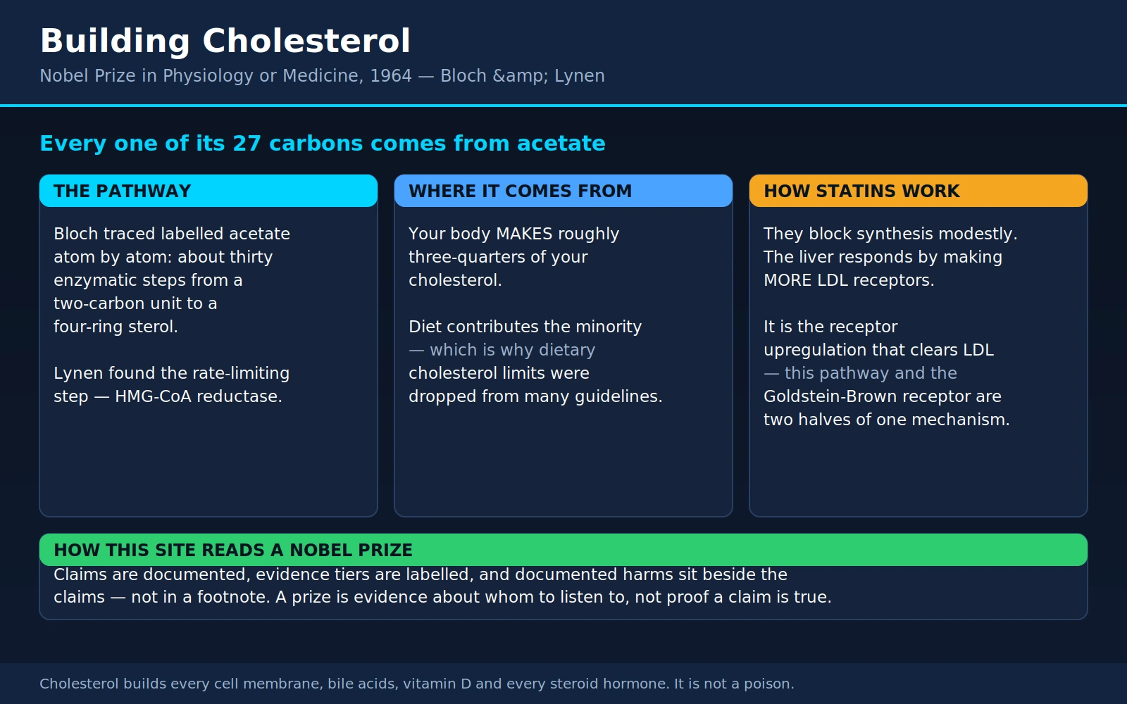 Bloch Lynen — scientific infographic poster