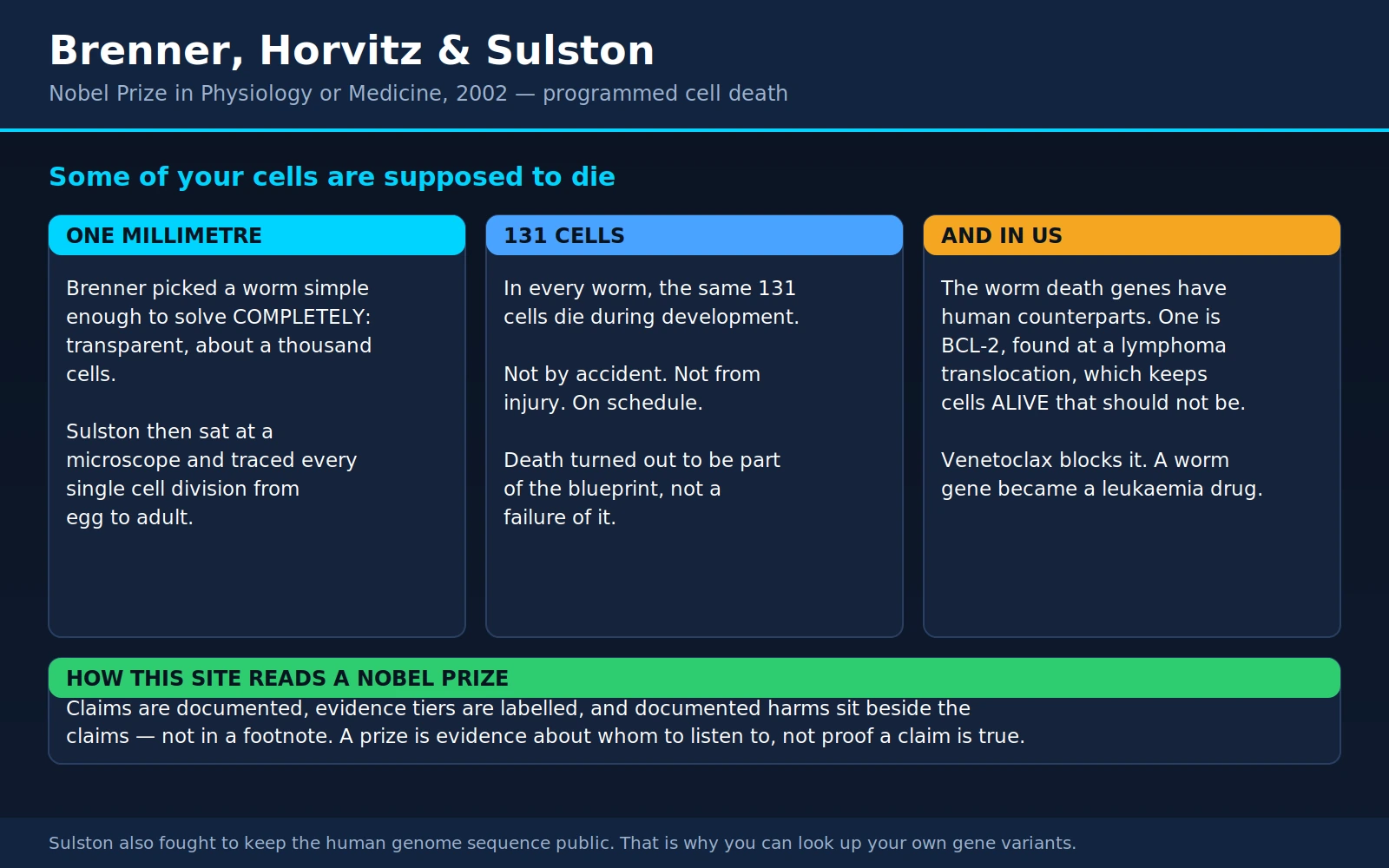 Brenner Horvitz Sulston — scientific infographic poster