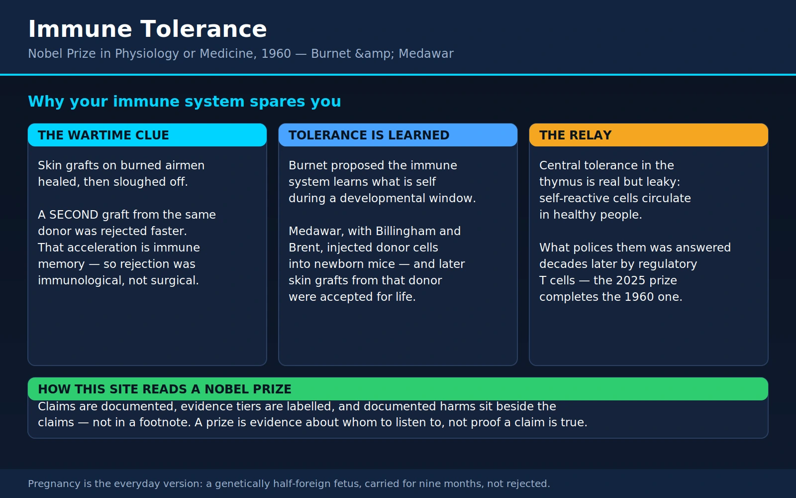 Burnet Medawar — scientific infographic poster
