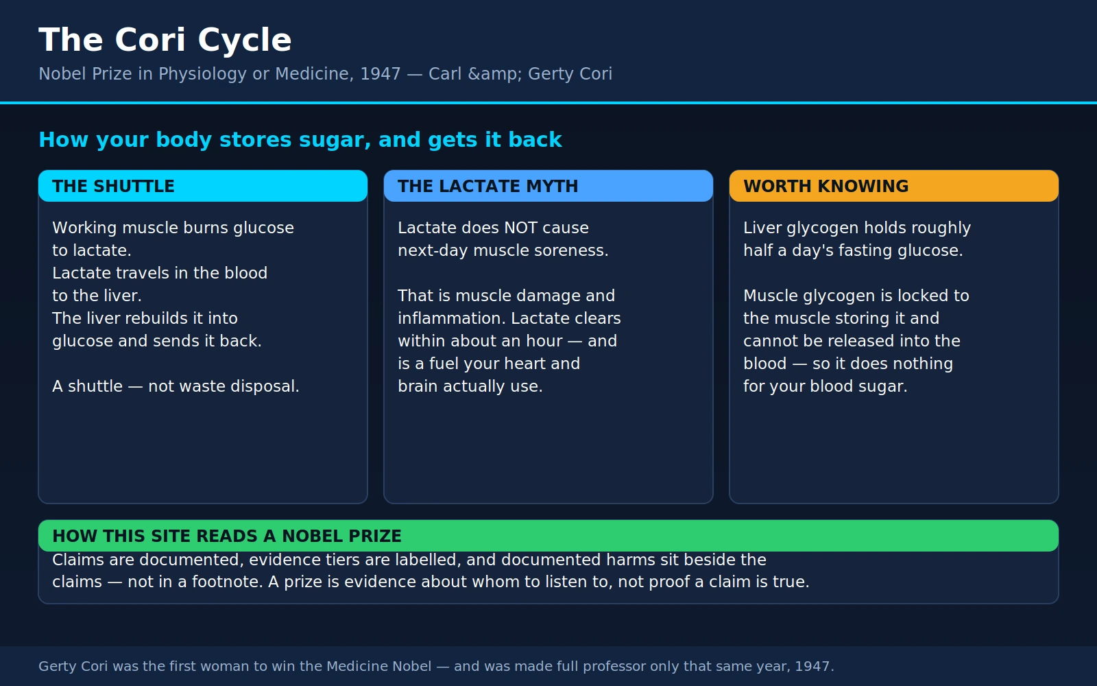 Carl Gerty Cori — scientific infographic poster