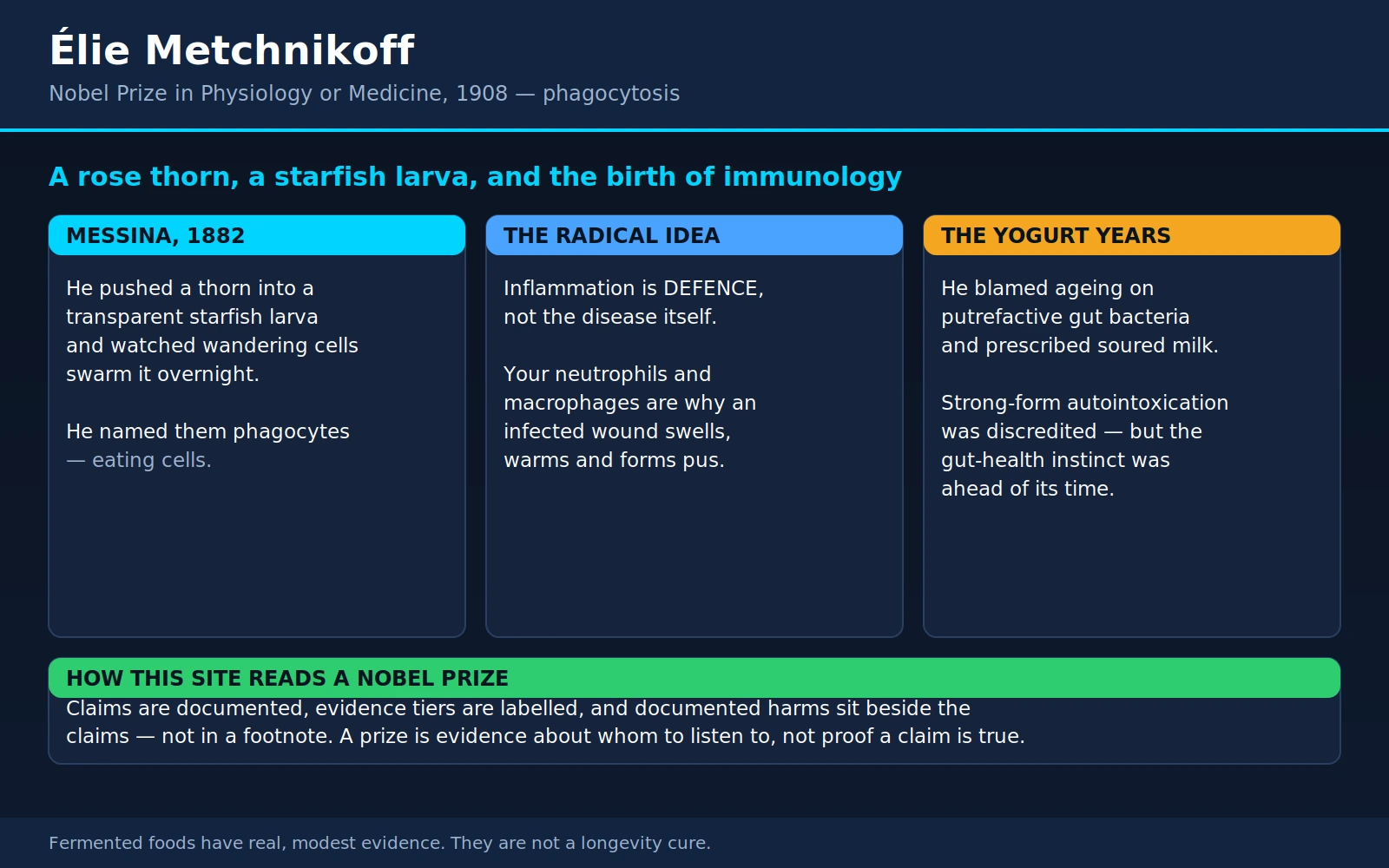 Elie Metchnikoff — scientific infographic poster