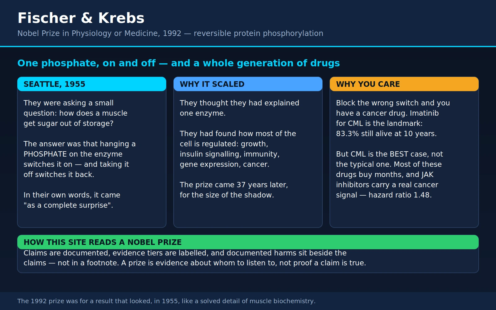 Fischer Krebs — scientific infographic poster