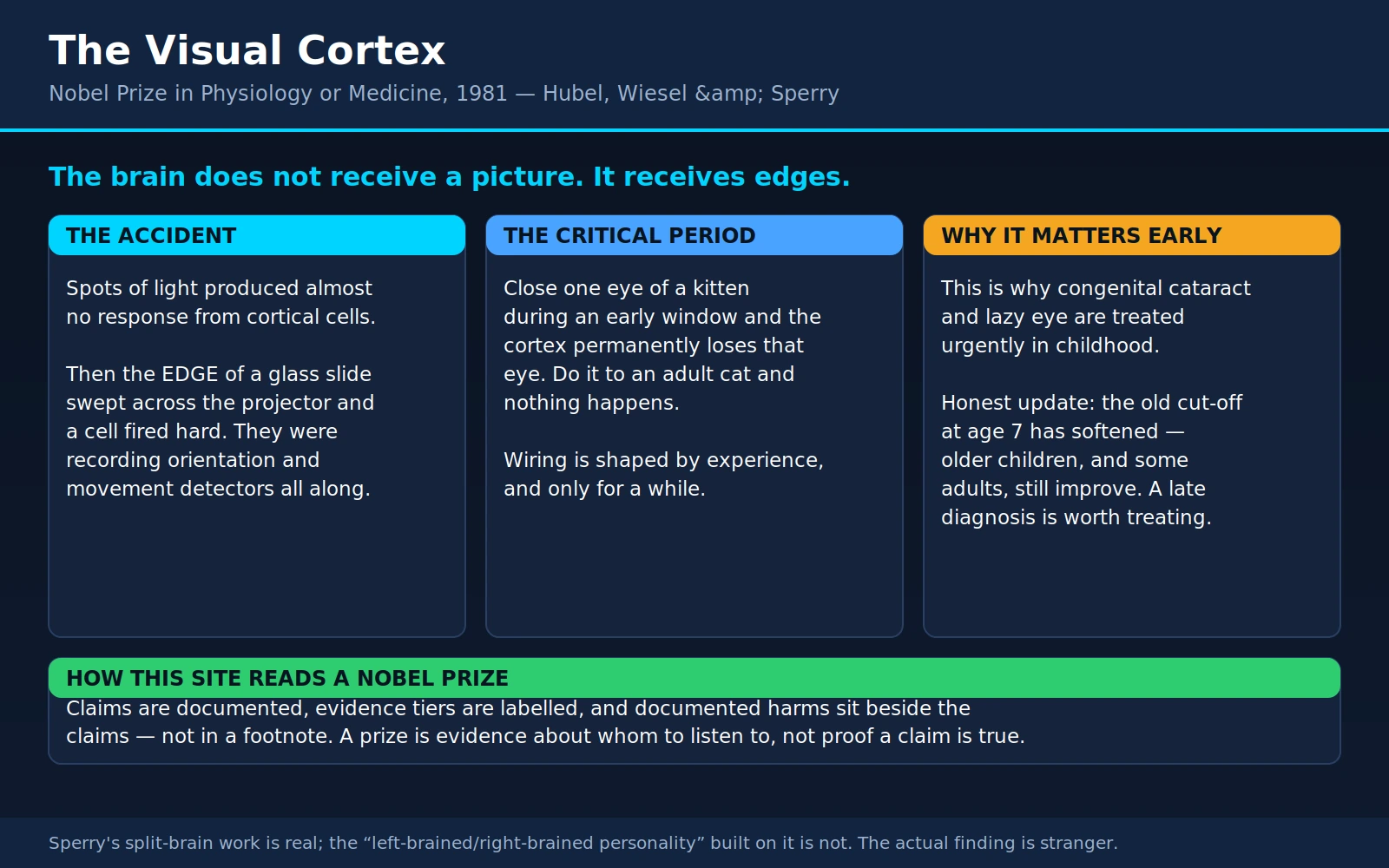 Hubel Wiesel Sperry — scientific infographic poster