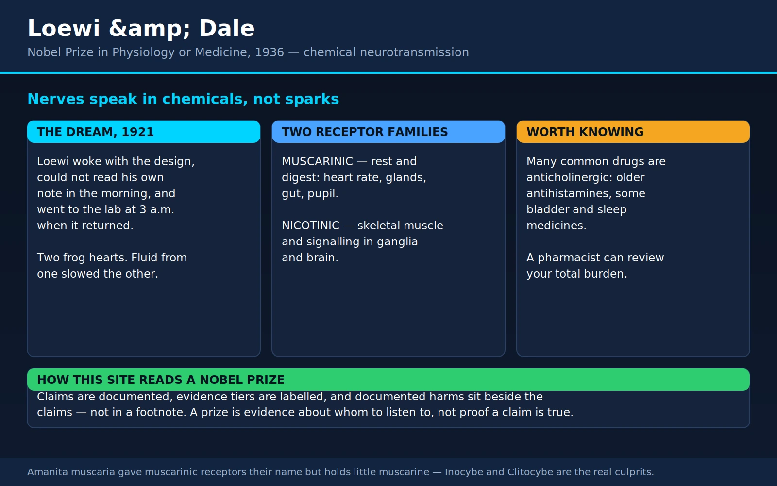Loewi Dale — scientific infographic poster