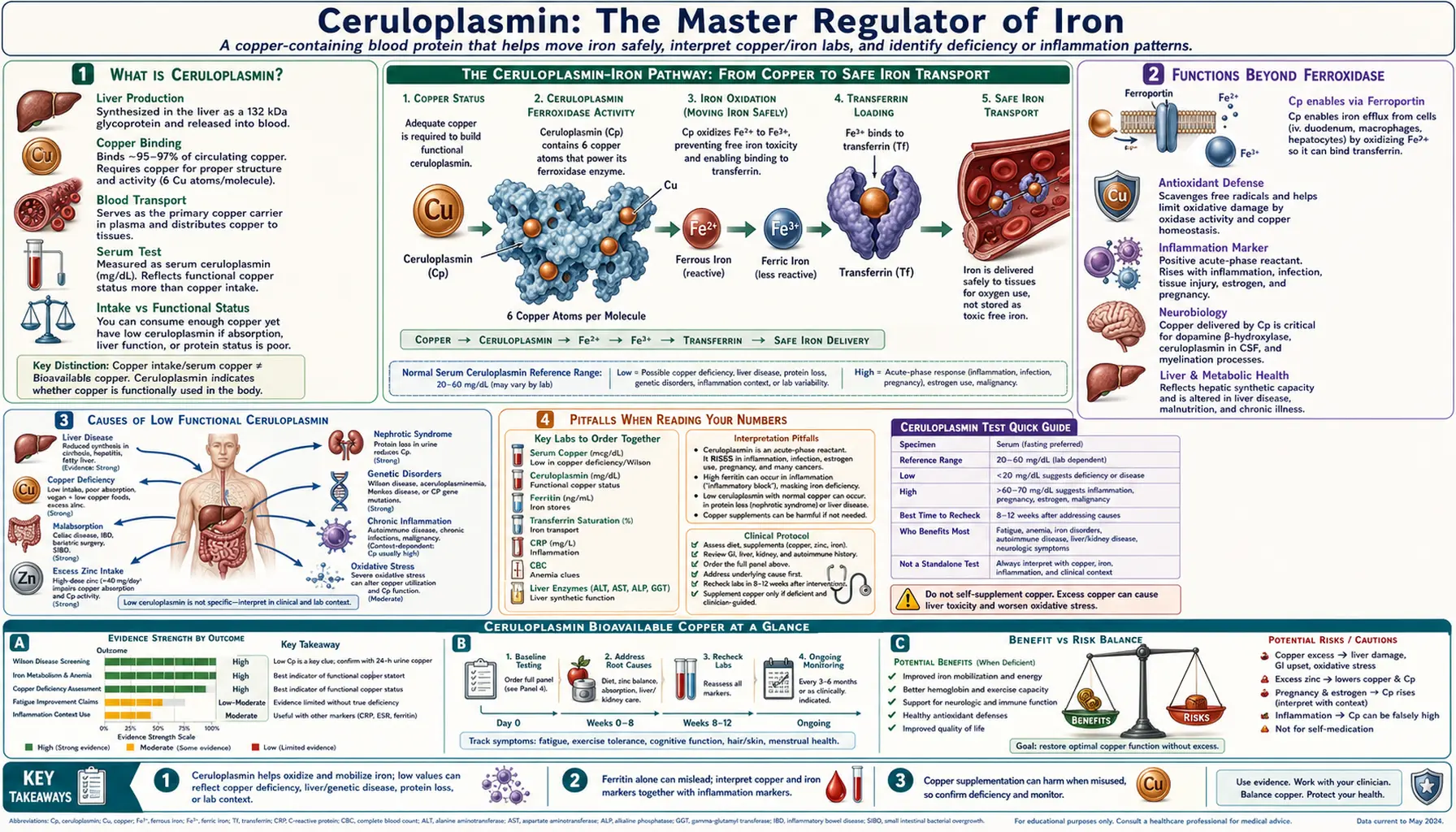 Ceruloplasmin Bioavailable Copper — scientific infographic poster