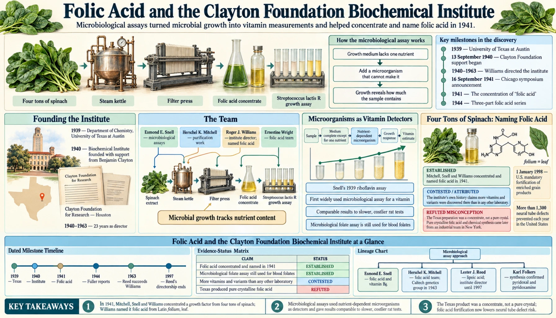 Folic Acid and the Clayton Institute — scientific infographic poster