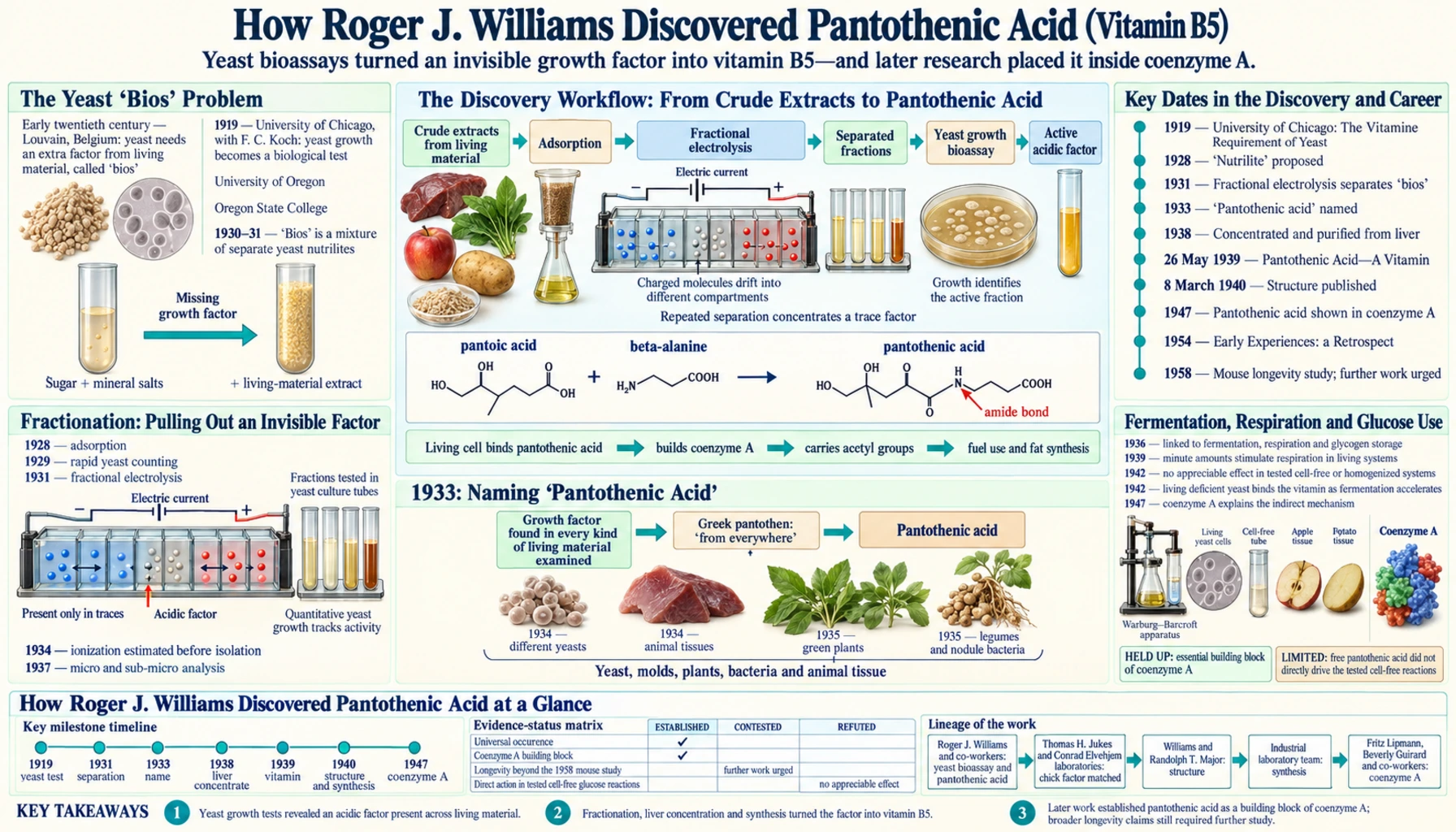 Pantothenic Acid Discovery — scientific infographic poster