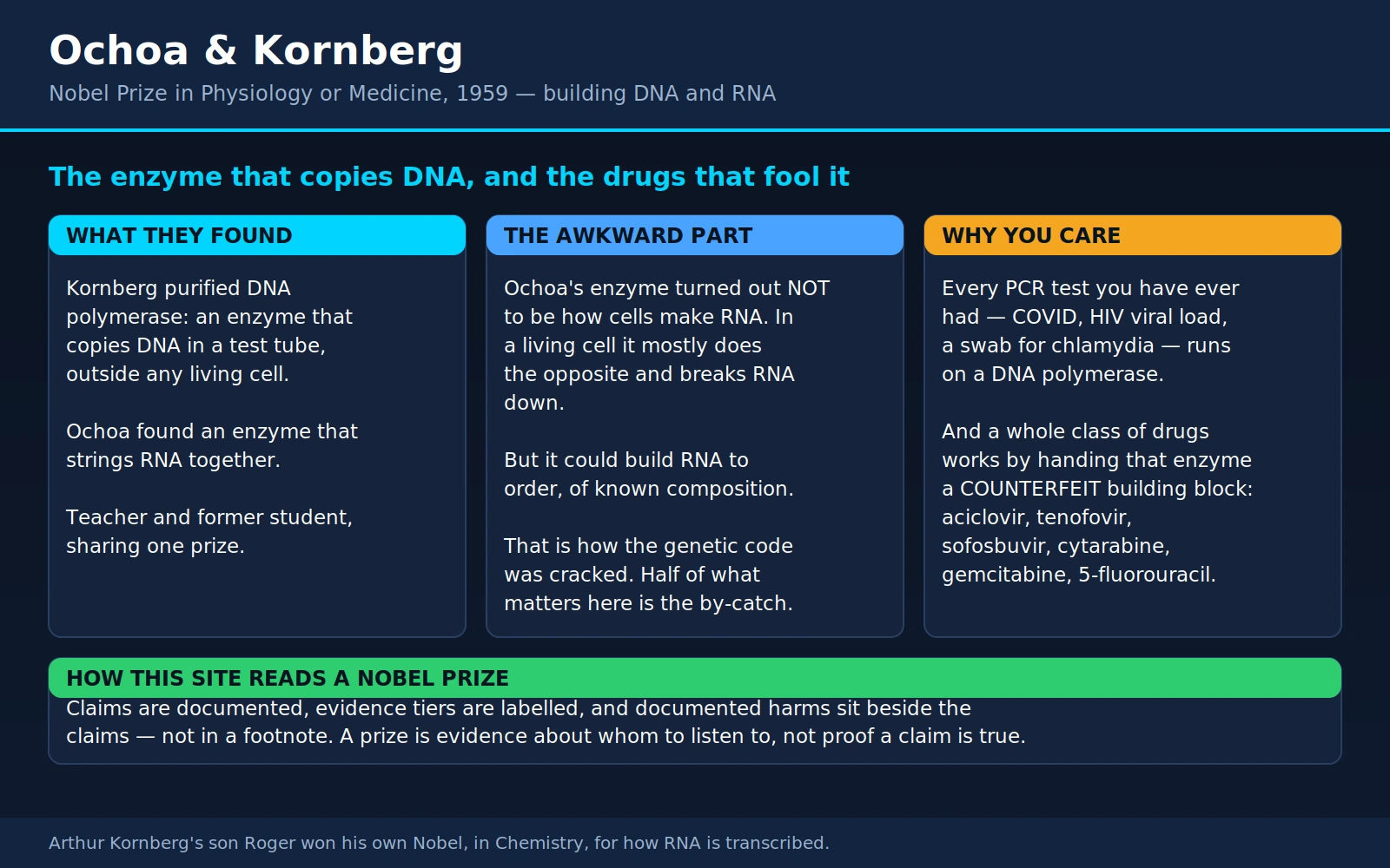 Ochoa Kornberg — scientific infographic poster