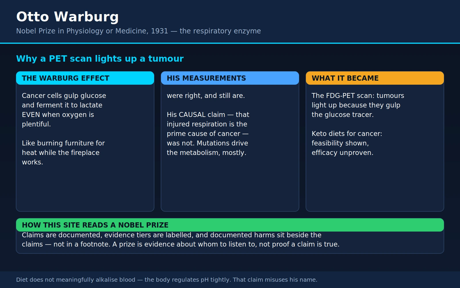 Otto Warburg — scientific infographic poster