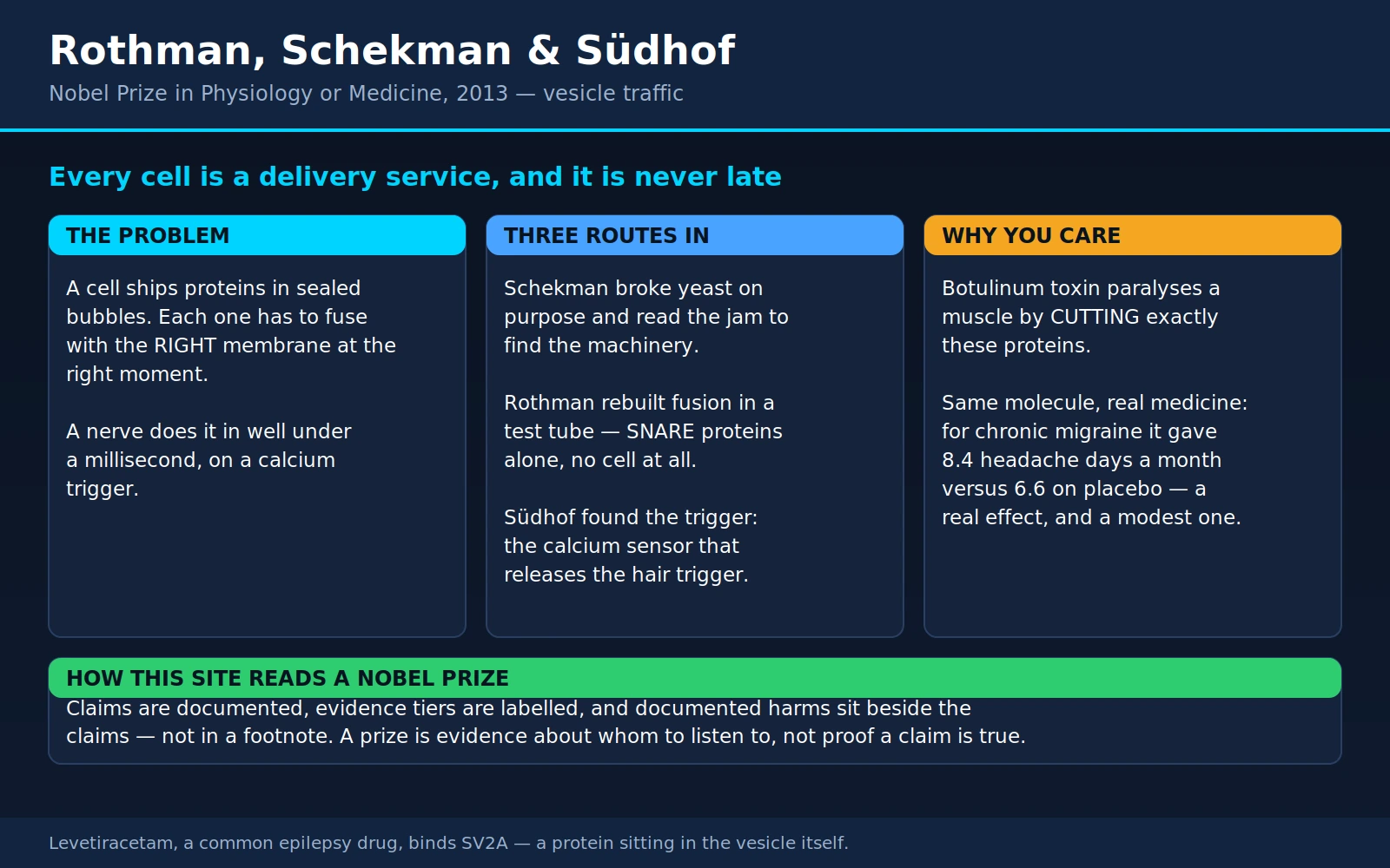 Rothman Schekman Sudhof — scientific infographic poster