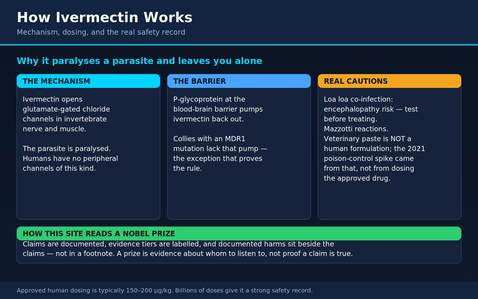 Ivermectin Pharmacology Safety — scientific infographic poster