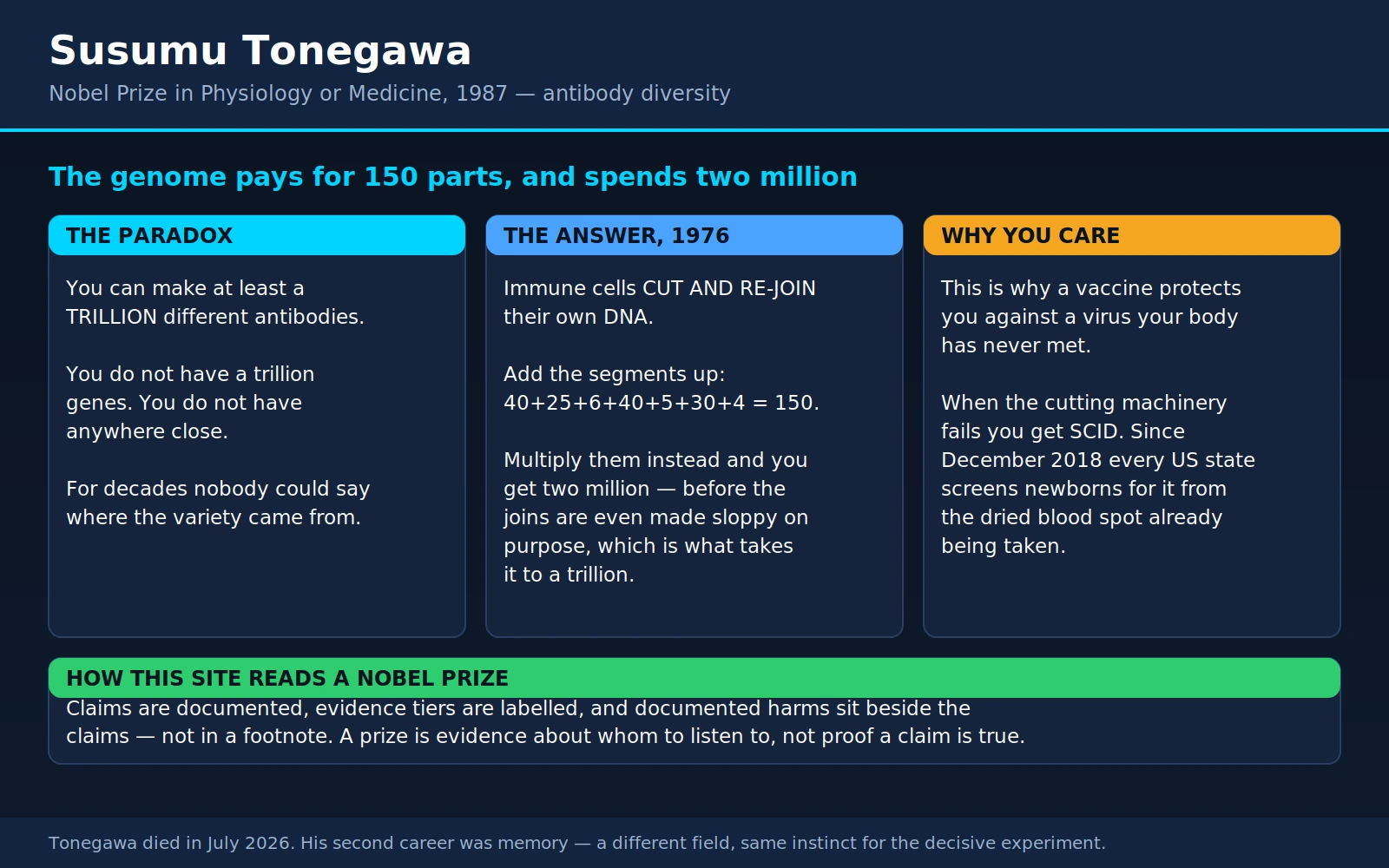 Susumu Tonegawa — scientific infographic poster
