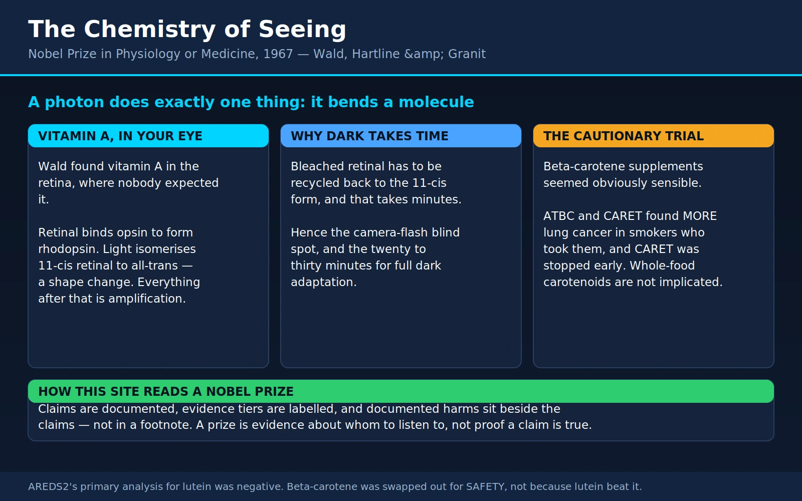 Wald Hartline Granit — scientific infographic poster