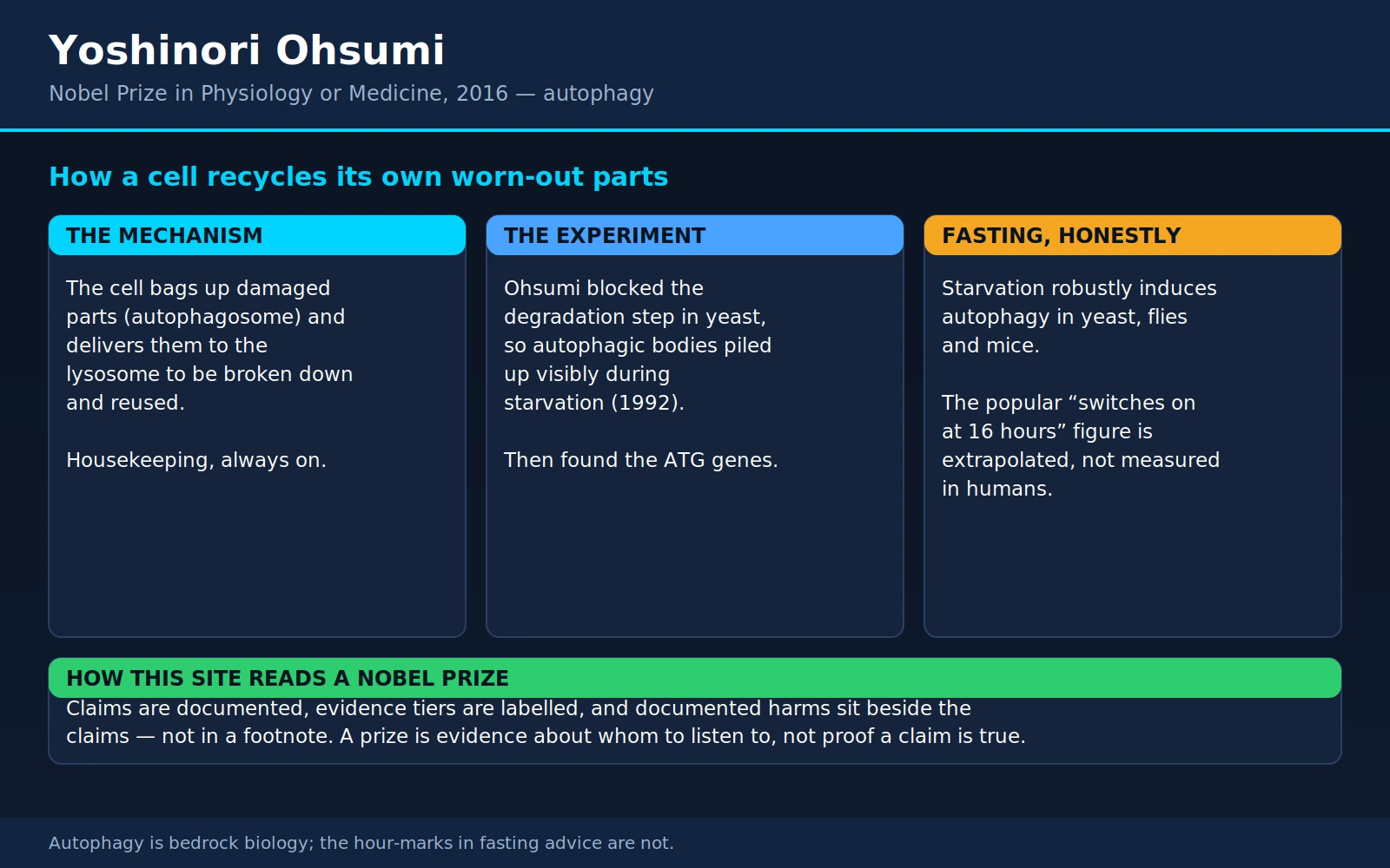 Yoshinori Ohsumi — scientific infographic poster