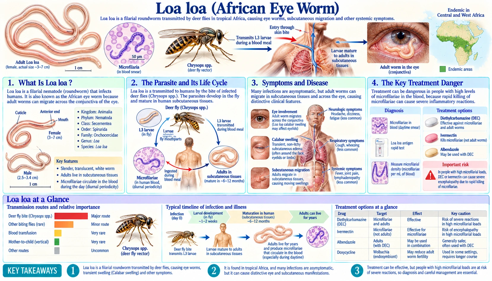 Loa Loa — scientific infographic poster