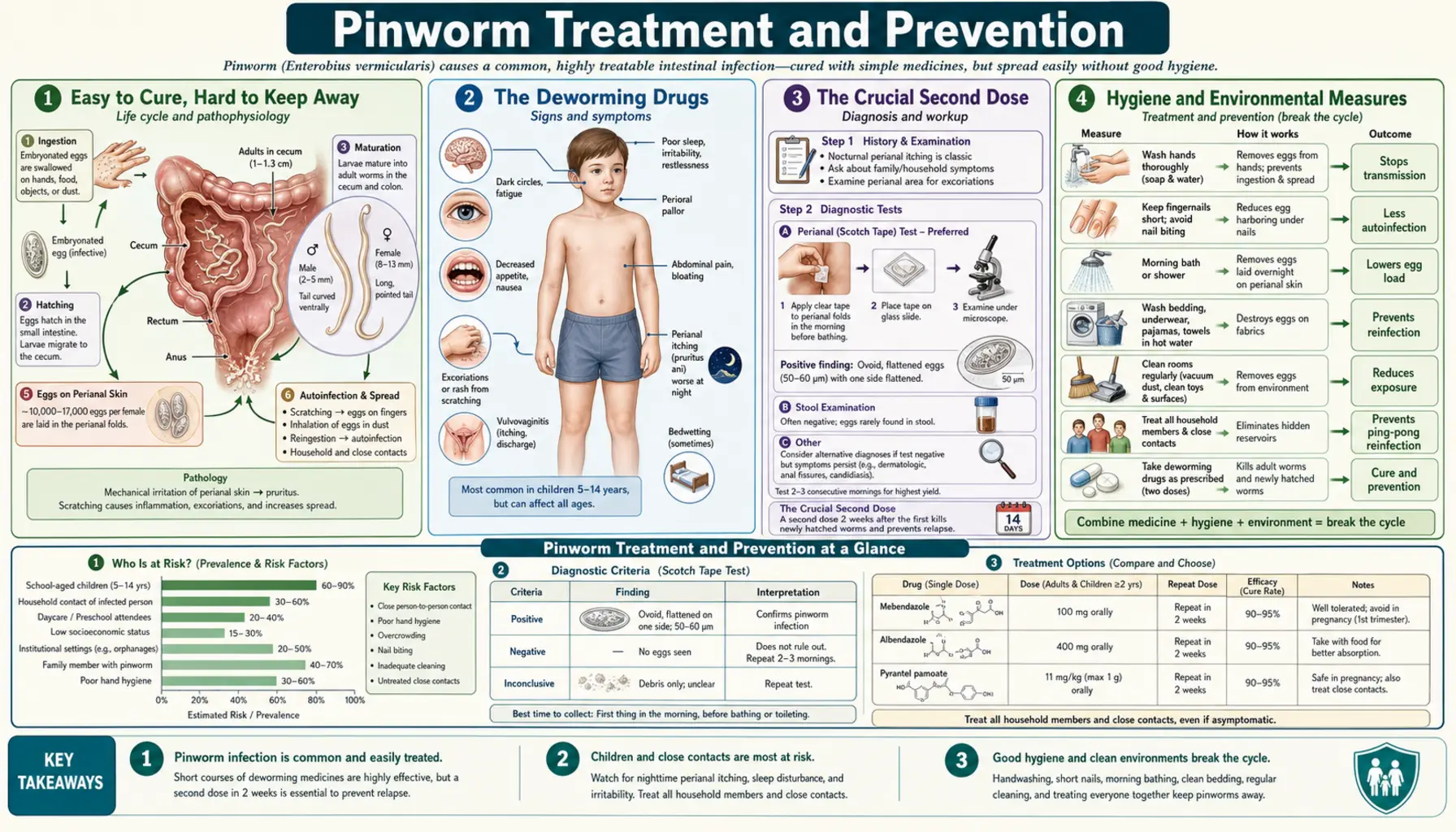 Pinworm Treatment and Prevention — scientific infographic poster