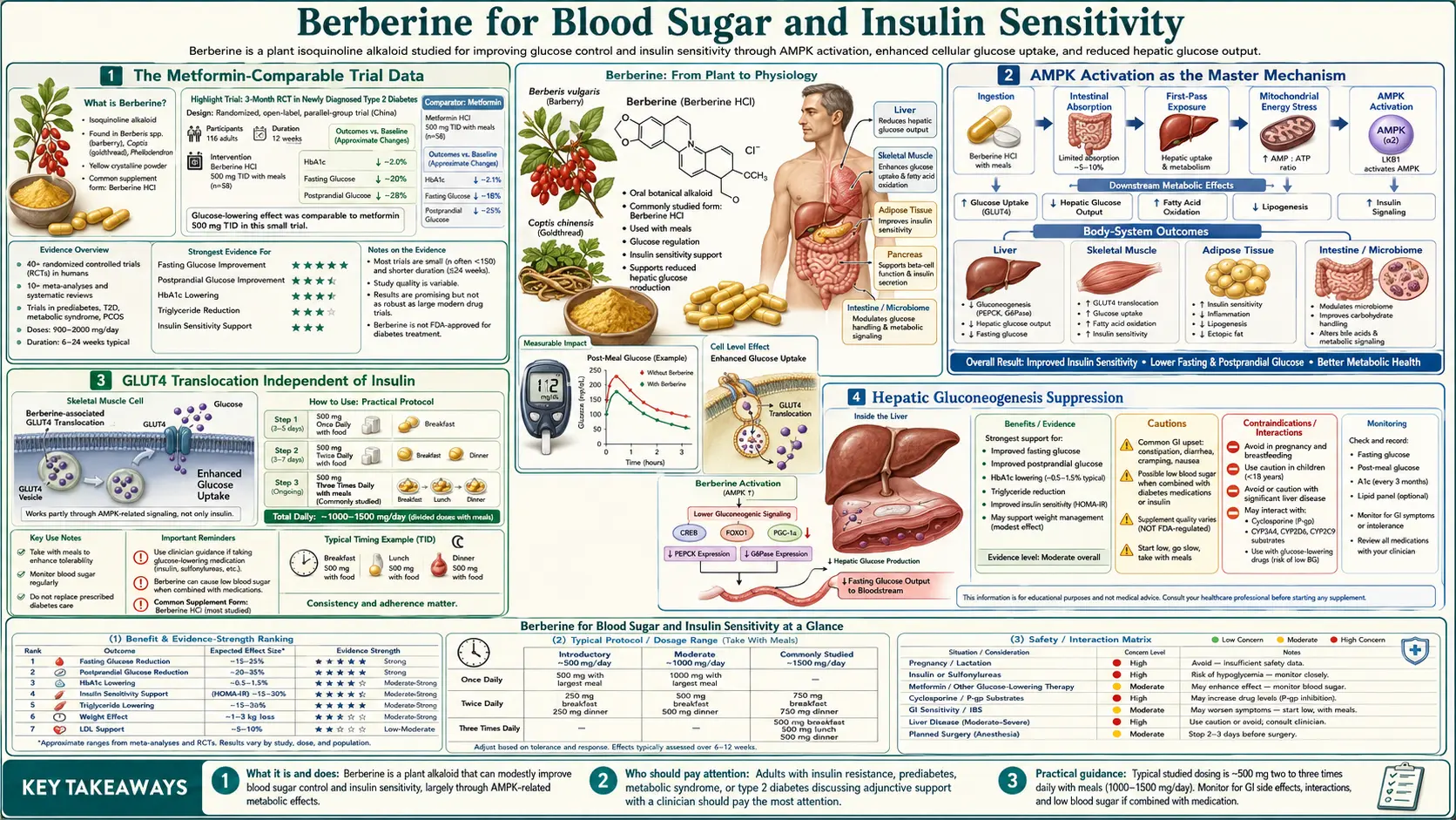 Blood Sugar and Insulin Sensitivity — scientific infographic poster