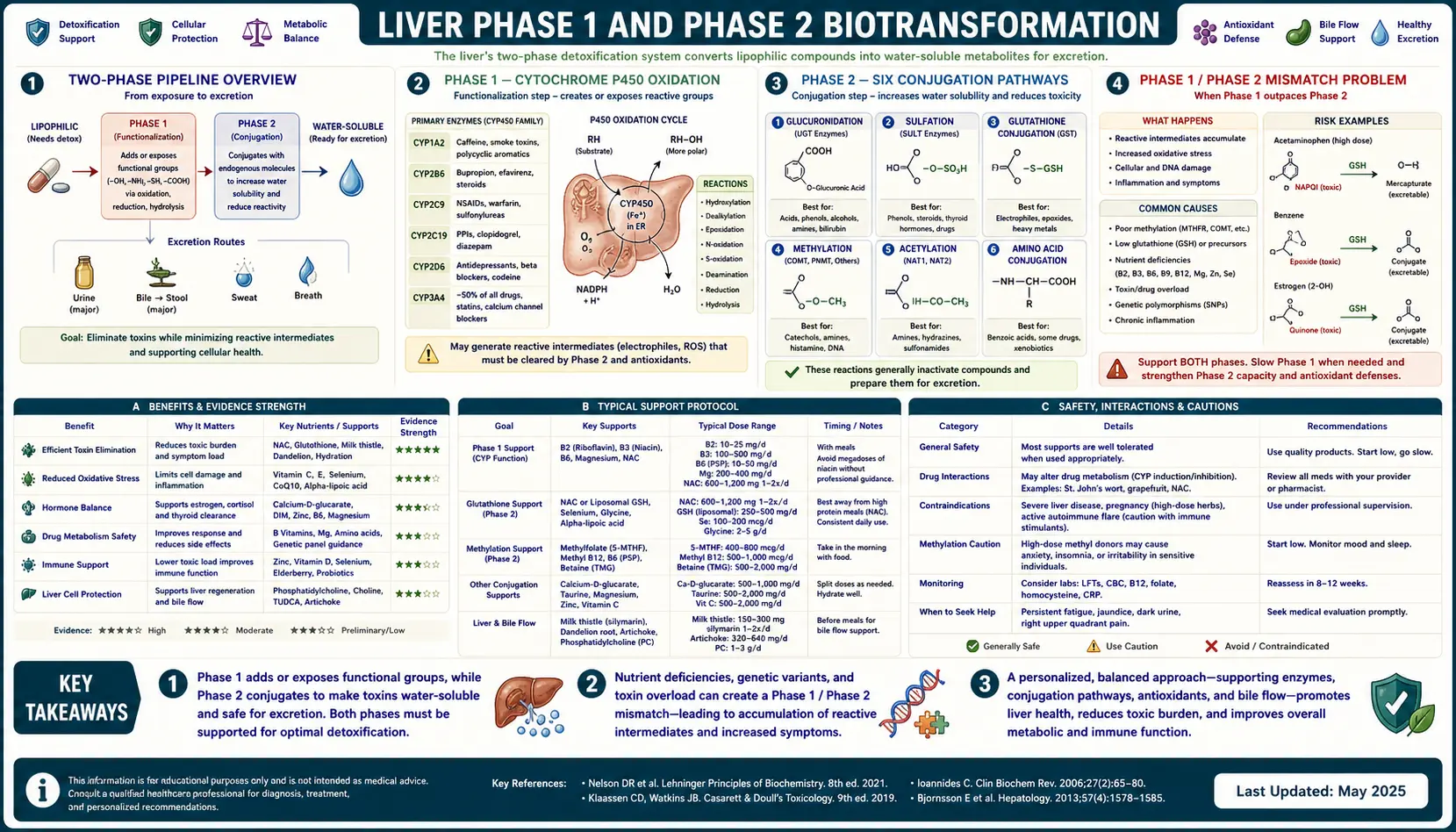 Liver Phase 1 and Phase 2 — scientific infographic poster