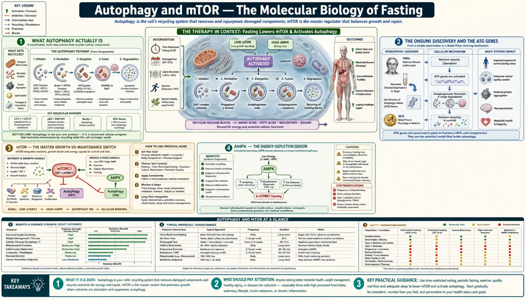 Autophagy and mechanistic target of rapamycin — scientific infographic poster