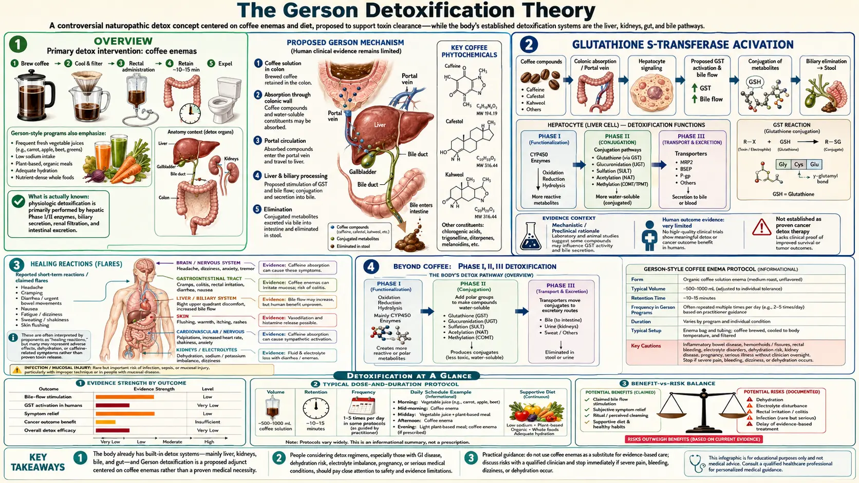 Detoxification — scientific infographic poster