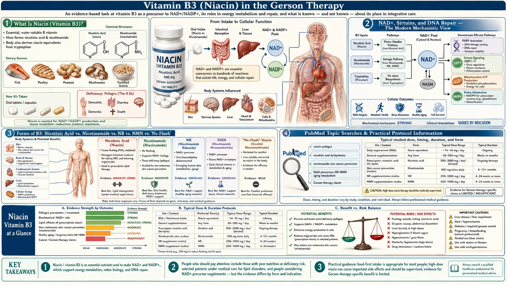 Niacin Vitamin B3 — scientific infographic poster