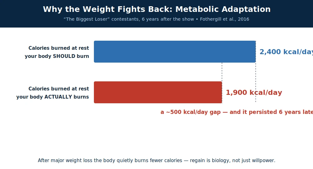 Metabolic adaptation in 'Biggest Loser' contestants six years later: measured resting metabolism (~1,900 kcal/day) ran about 500 calories a day below what is predicted for their body size (~2,400) — the suppression persisted long after the weight loss.