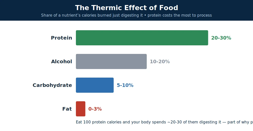 The thermic effect of food: the body burns roughly 20-30% of protein calories just digesting it, versus about 5-10% for carbohydrate and 0-3% for fat — a small but real metabolic edge for protein.