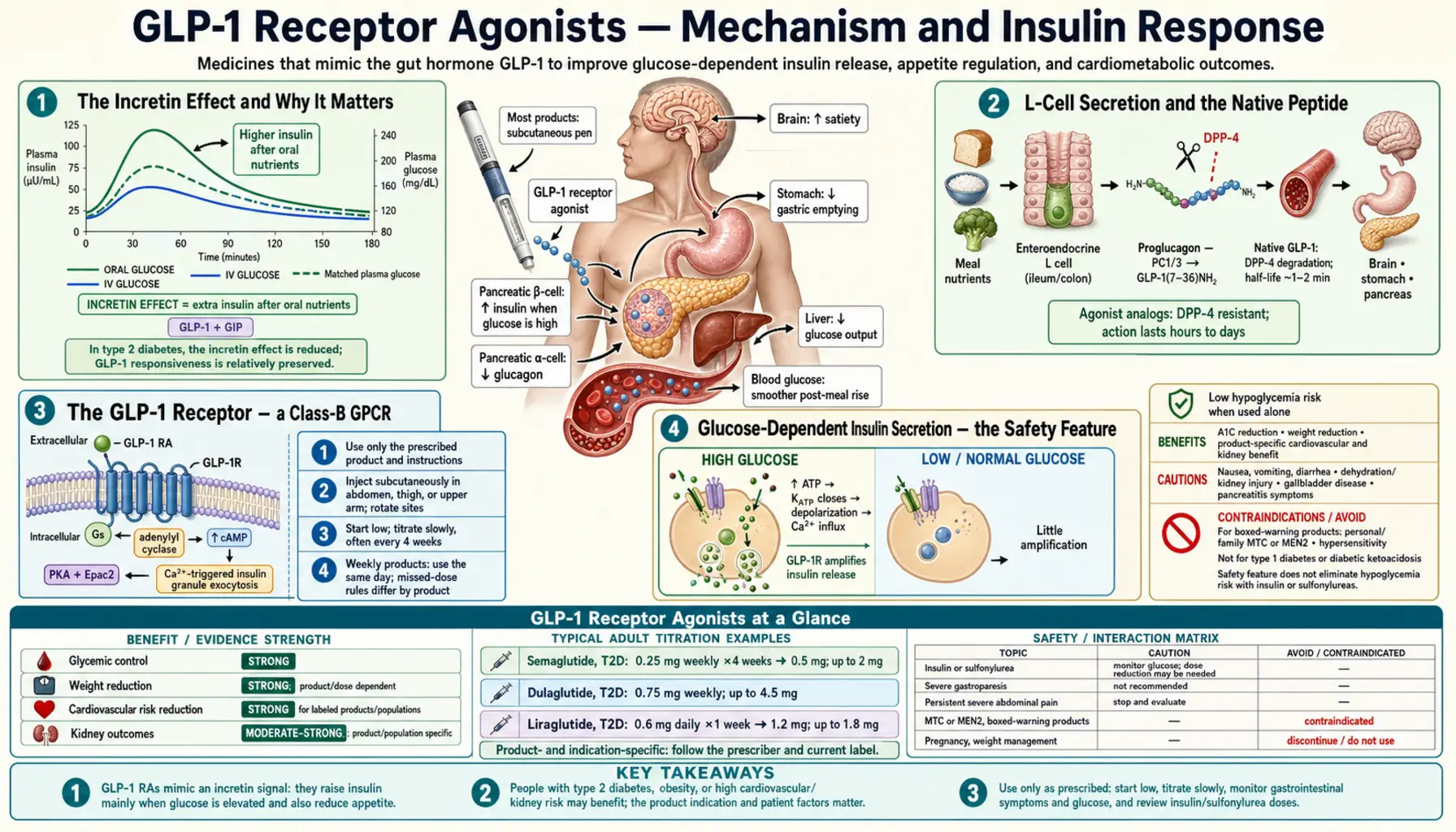 Mechanism and Insulin Response — scientific infographic poster