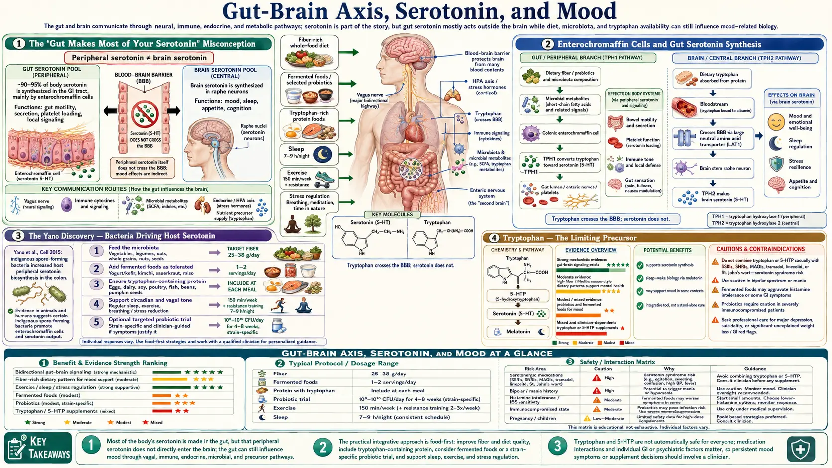 Serotonin and Mood — scientific infographic poster