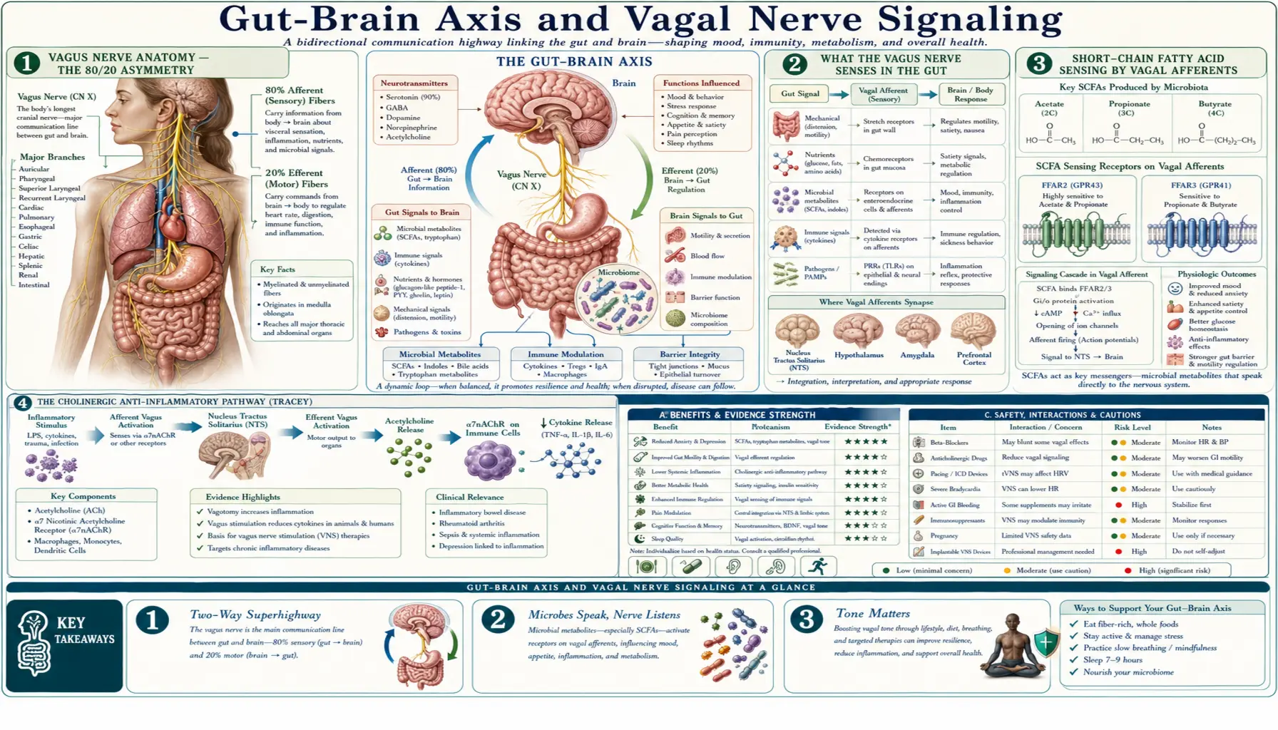 Vagal Nerve Signaling — scientific infographic poster