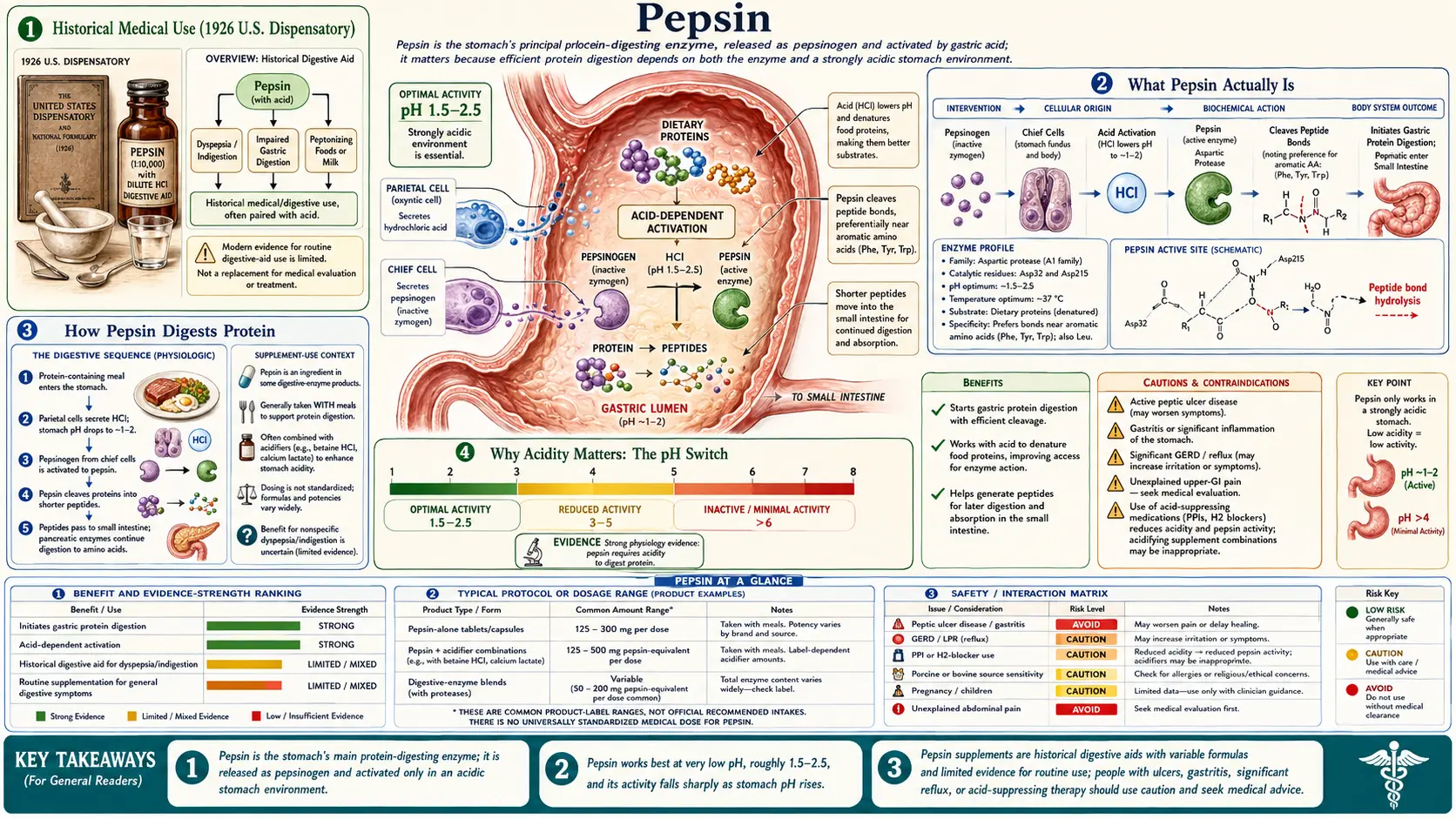Pepsin — scientific infographic poster