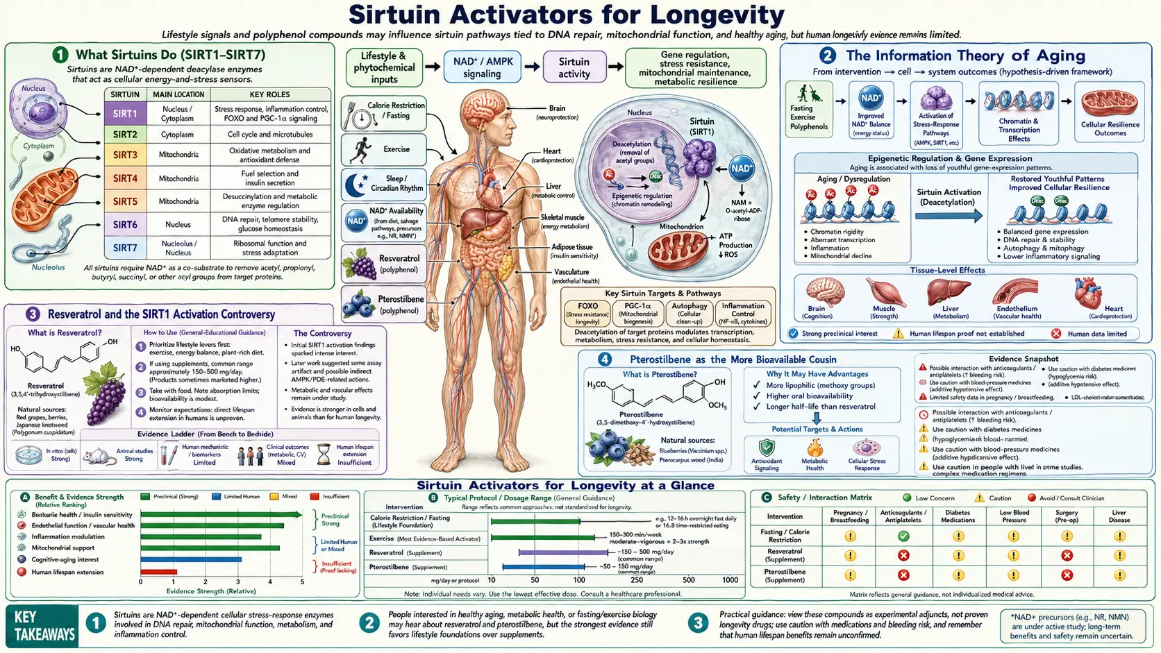 Sirtuin Activators — scientific infographic poster