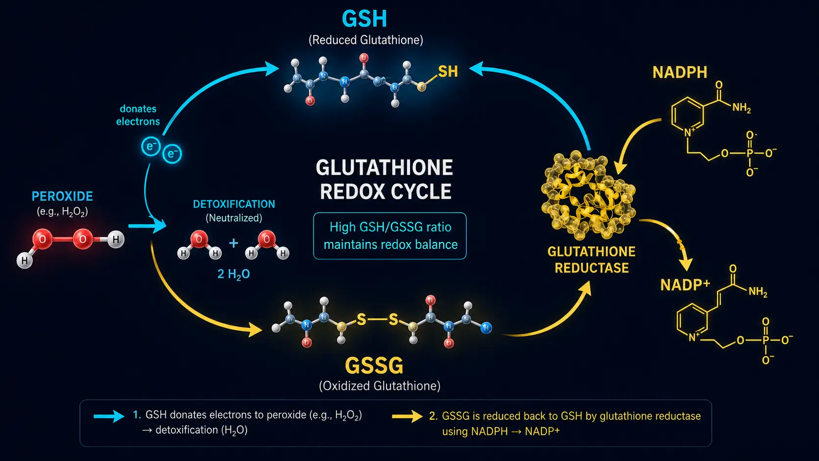 Glutathione redox cycle: GSH/GSSG ratio with NADPH recycling