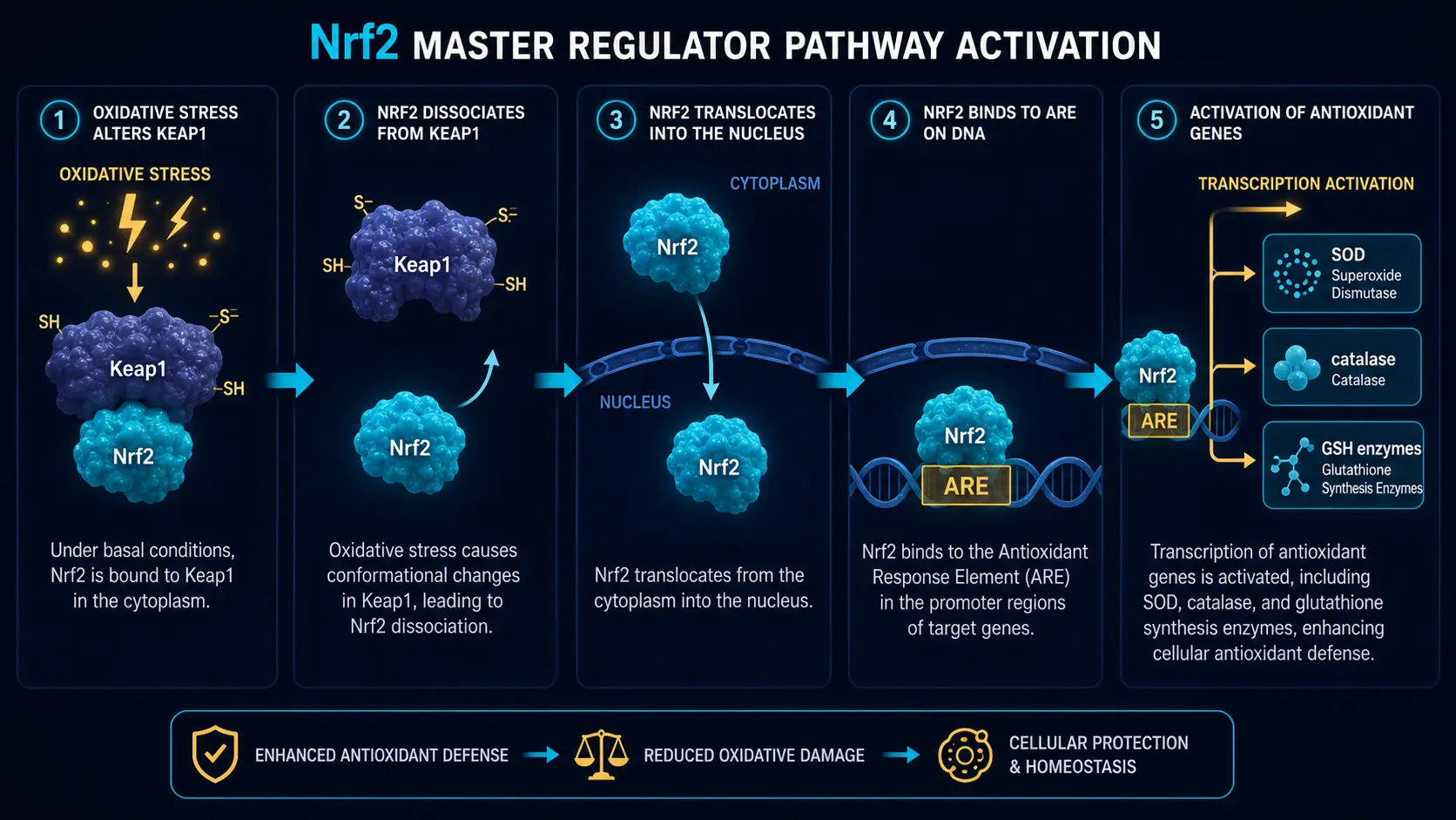 Nrf2 master regulator antioxidant response pathway