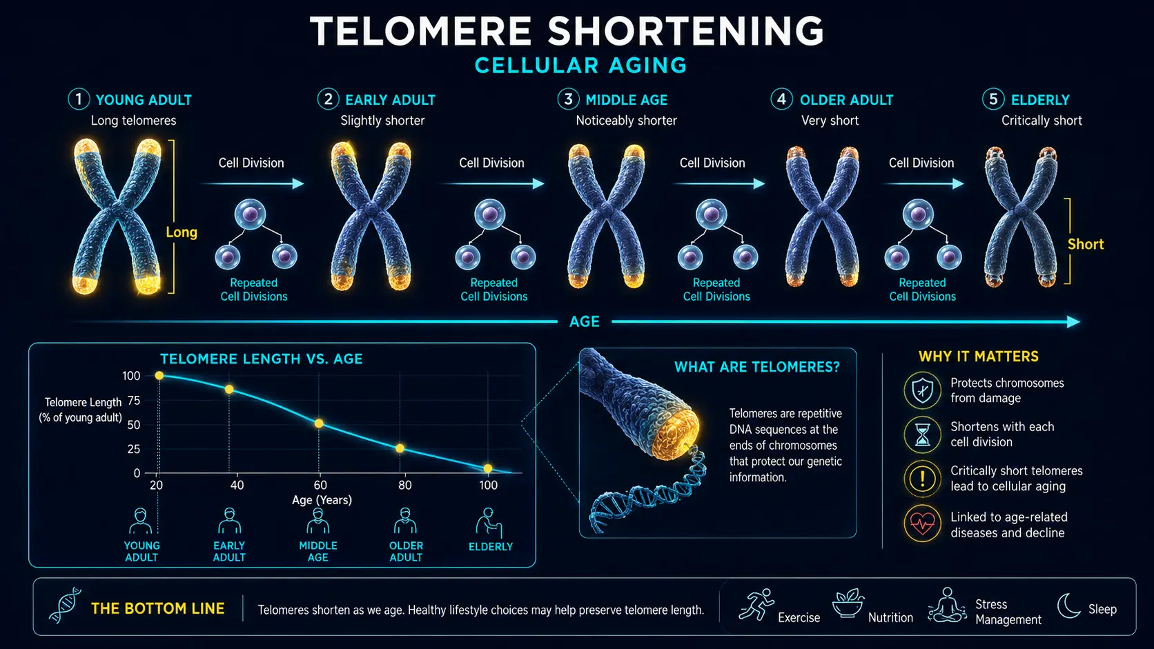 Telomere shortening with cellular aging across decades