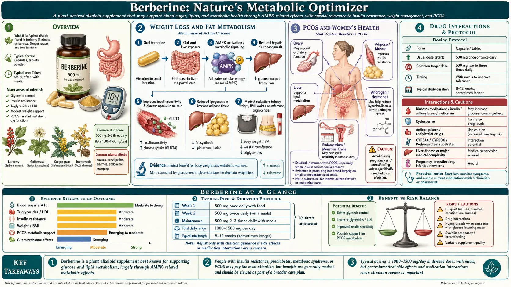 Berberine — scientific infographic poster