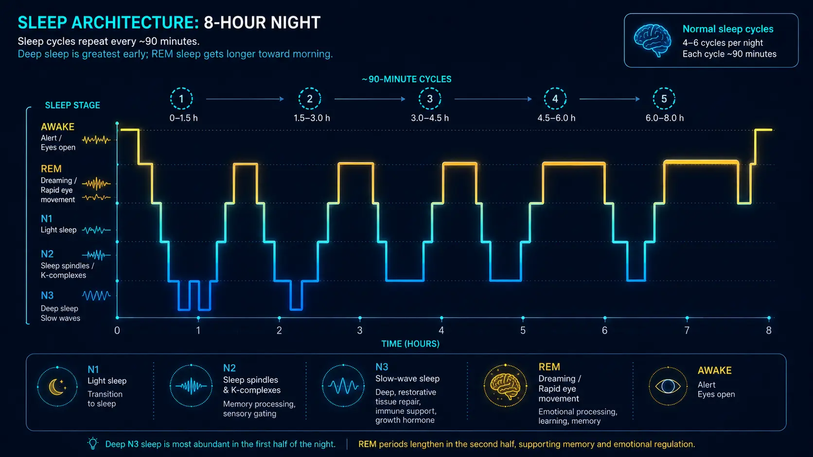 Circadian 24-hour body clock: cortisol, melatonin, temperature, alertness
