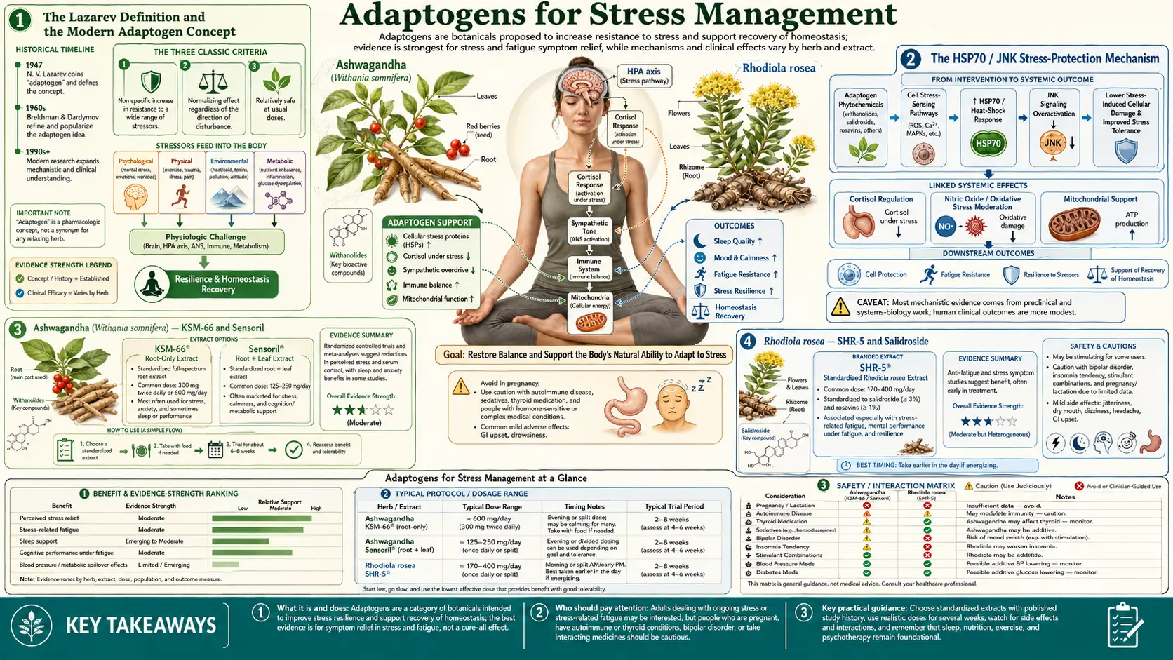 Adaptogens — scientific infographic poster