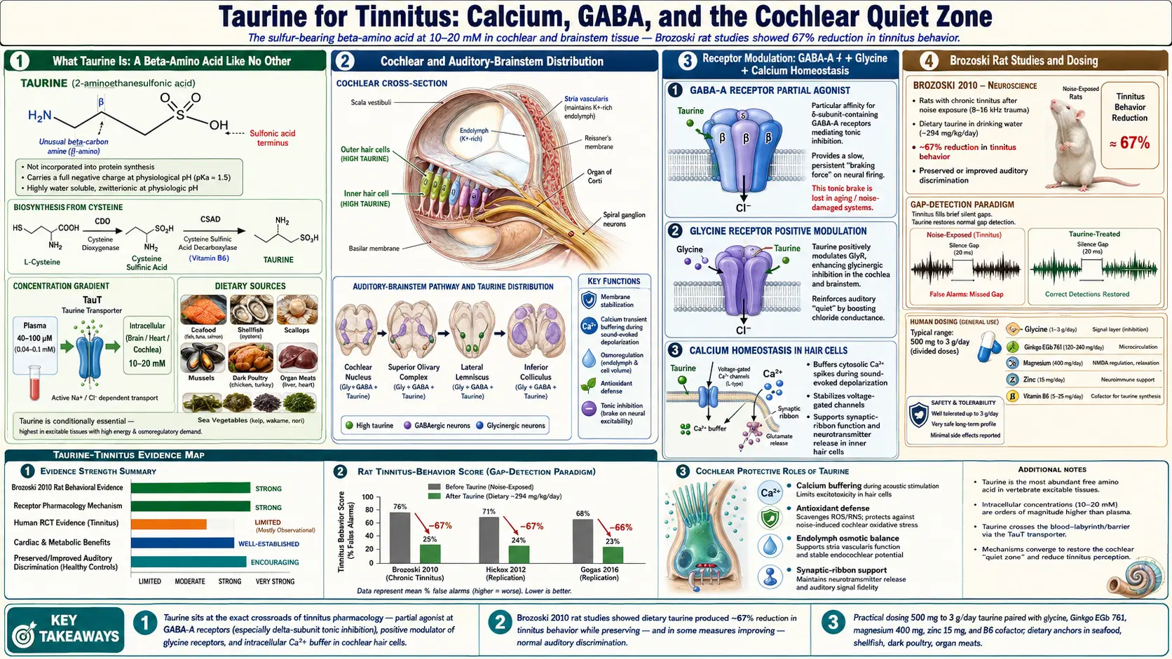 Taurine — scientific infographic poster