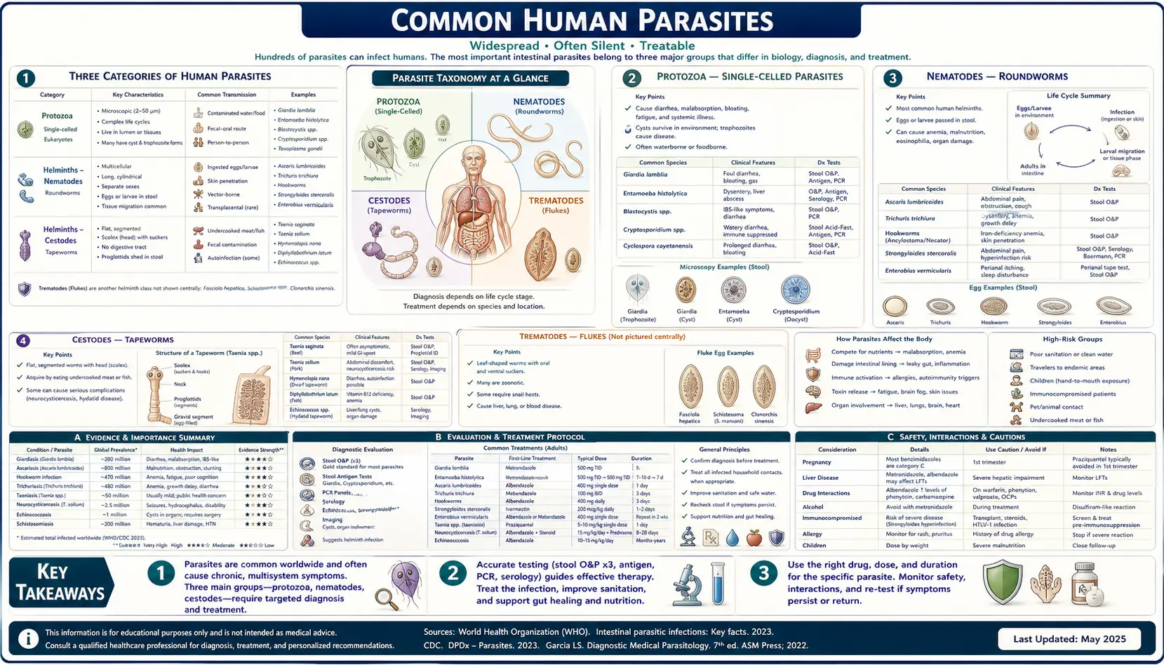 Common Human Parasites — scientific infographic poster
