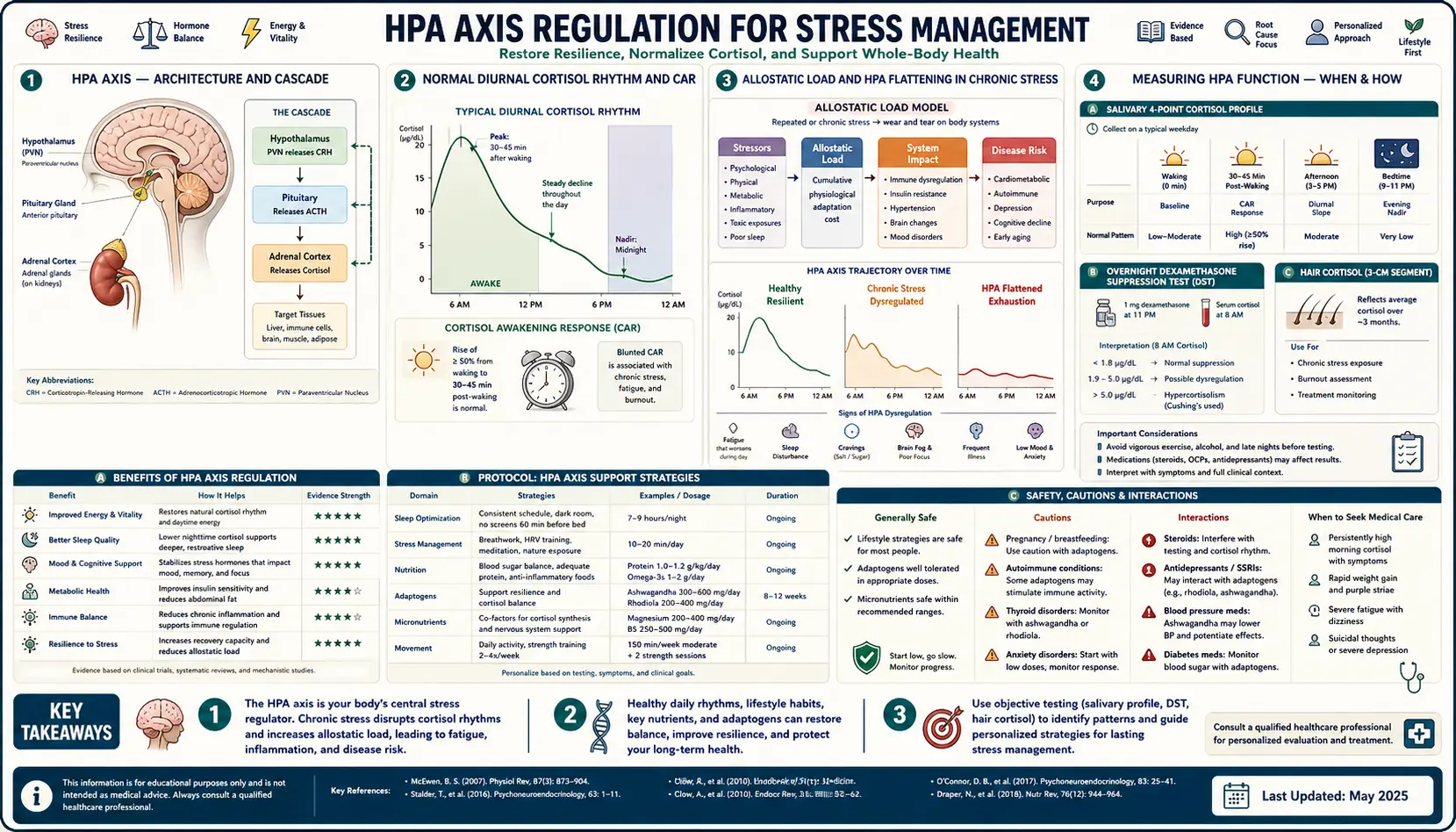 HPA Axis Regulation — scientific infographic poster