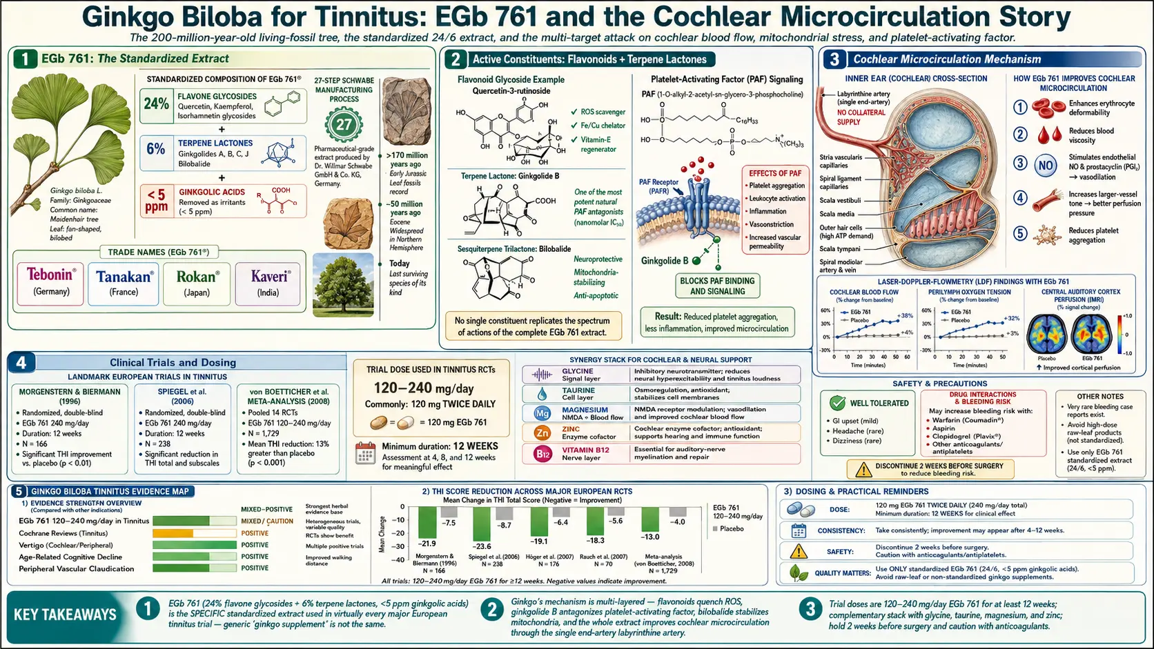 Ginkgo Biloba — scientific infographic poster