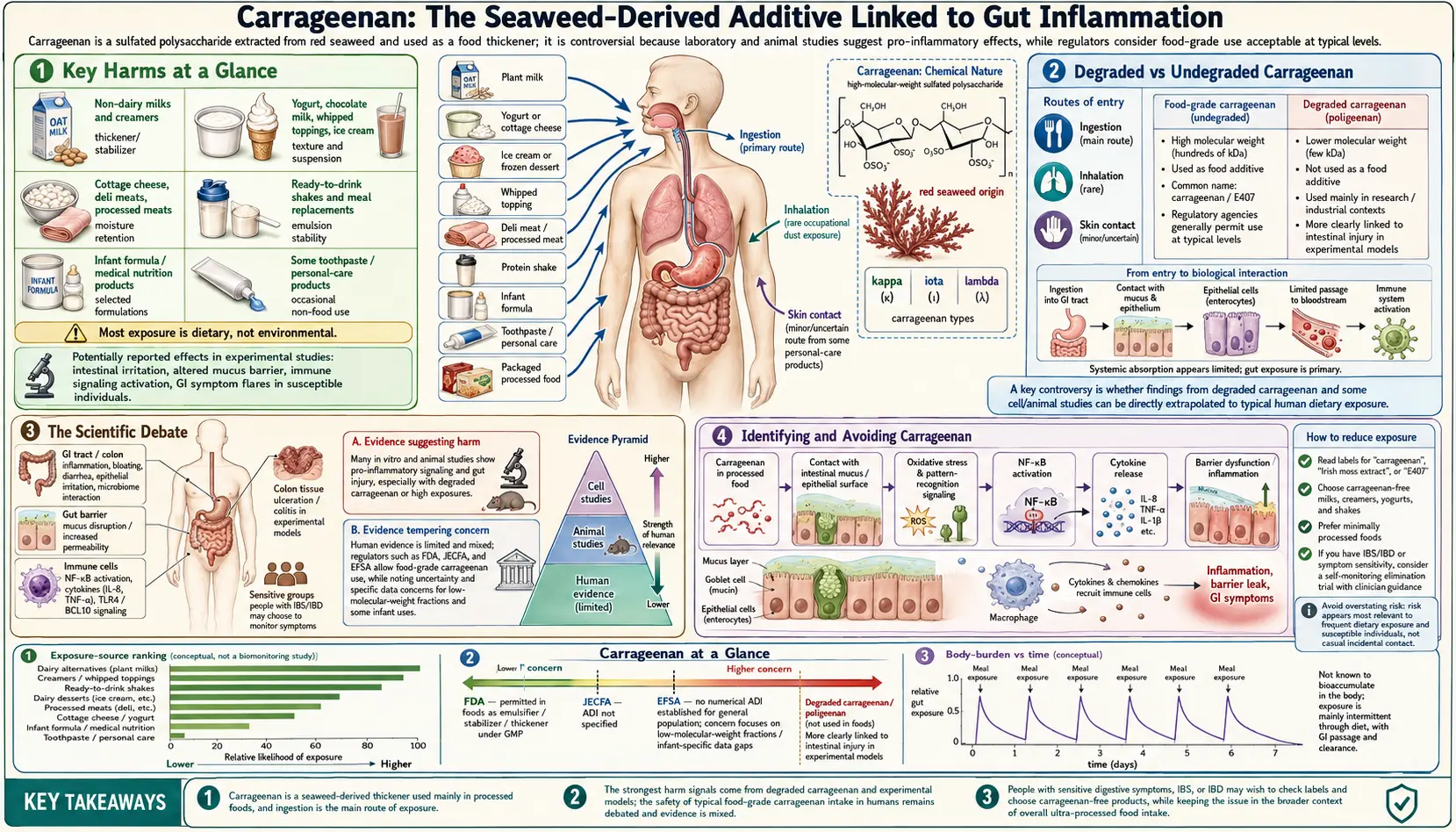 Carrageenan — scientific infographic poster