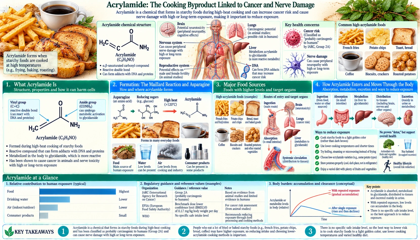 Acrylamide — scientific infographic poster