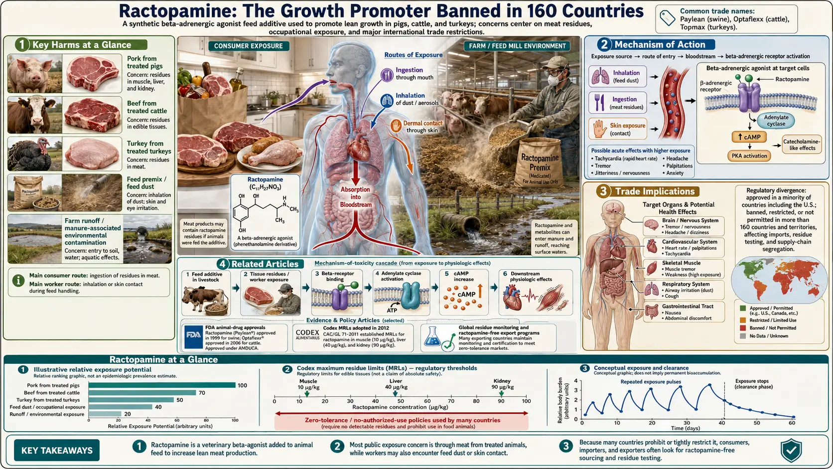 Ractopamine — scientific infographic poster